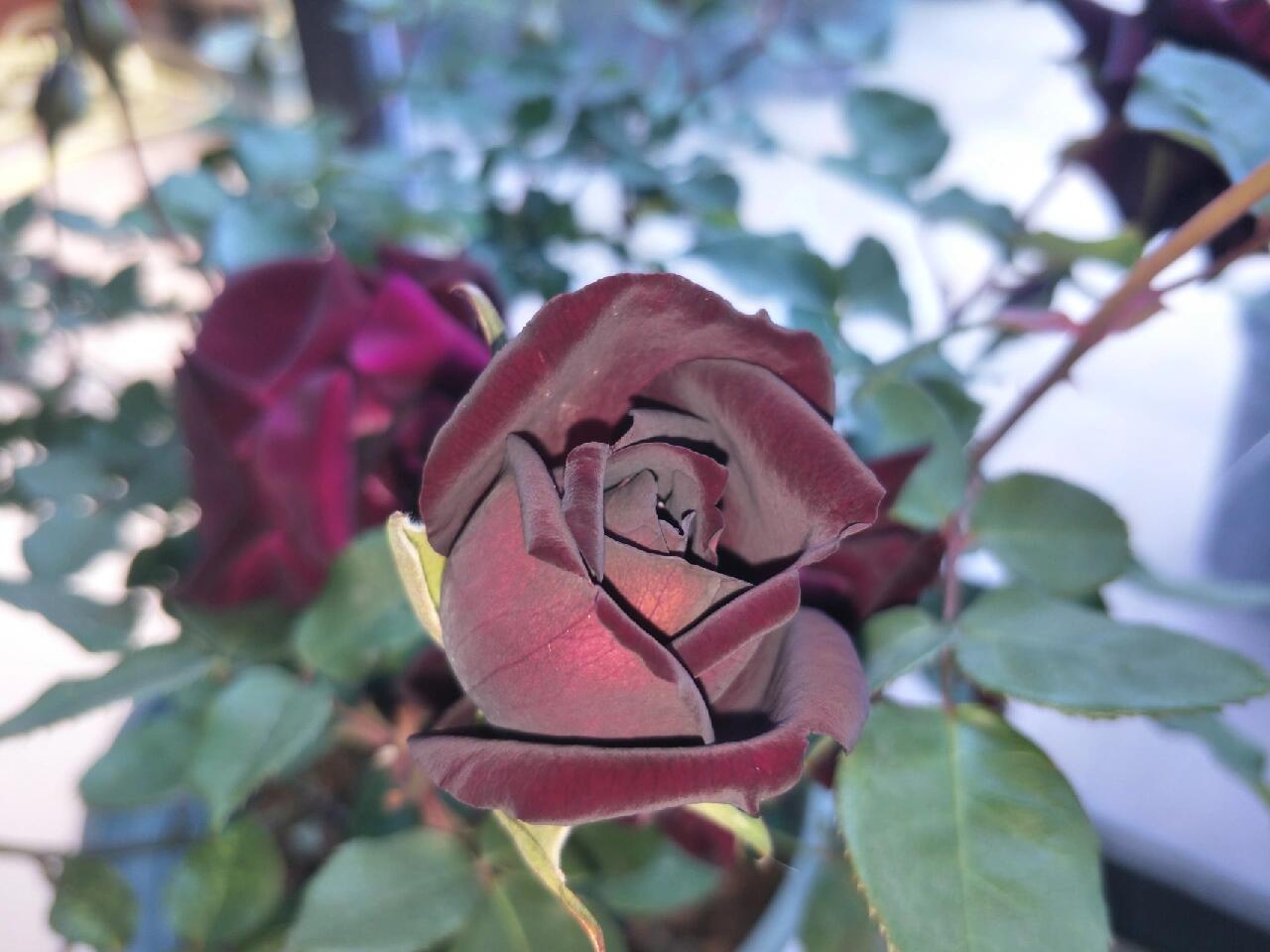 Rose【Louis XIV｜ルイ14世】-OwnRoot LivePlant｜路易十四| Classic Vintage Black Velvet Rose｜Strong Fragrance| Cut Flower| Retro Fuchsia| Balcony