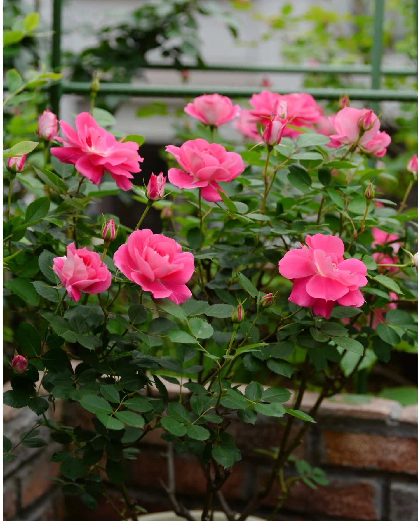 Rose【Carefree Wonder】- 1 Gal LivePlant｜仙境