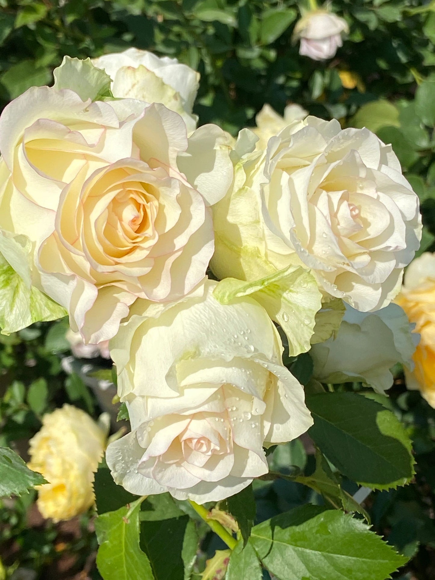 Rose【White Jumilia】- 1.5 Gal OwnRoot Live Plant｜白艾莎｜Sport varieties of the Jumilia rose｜Perfect New variety