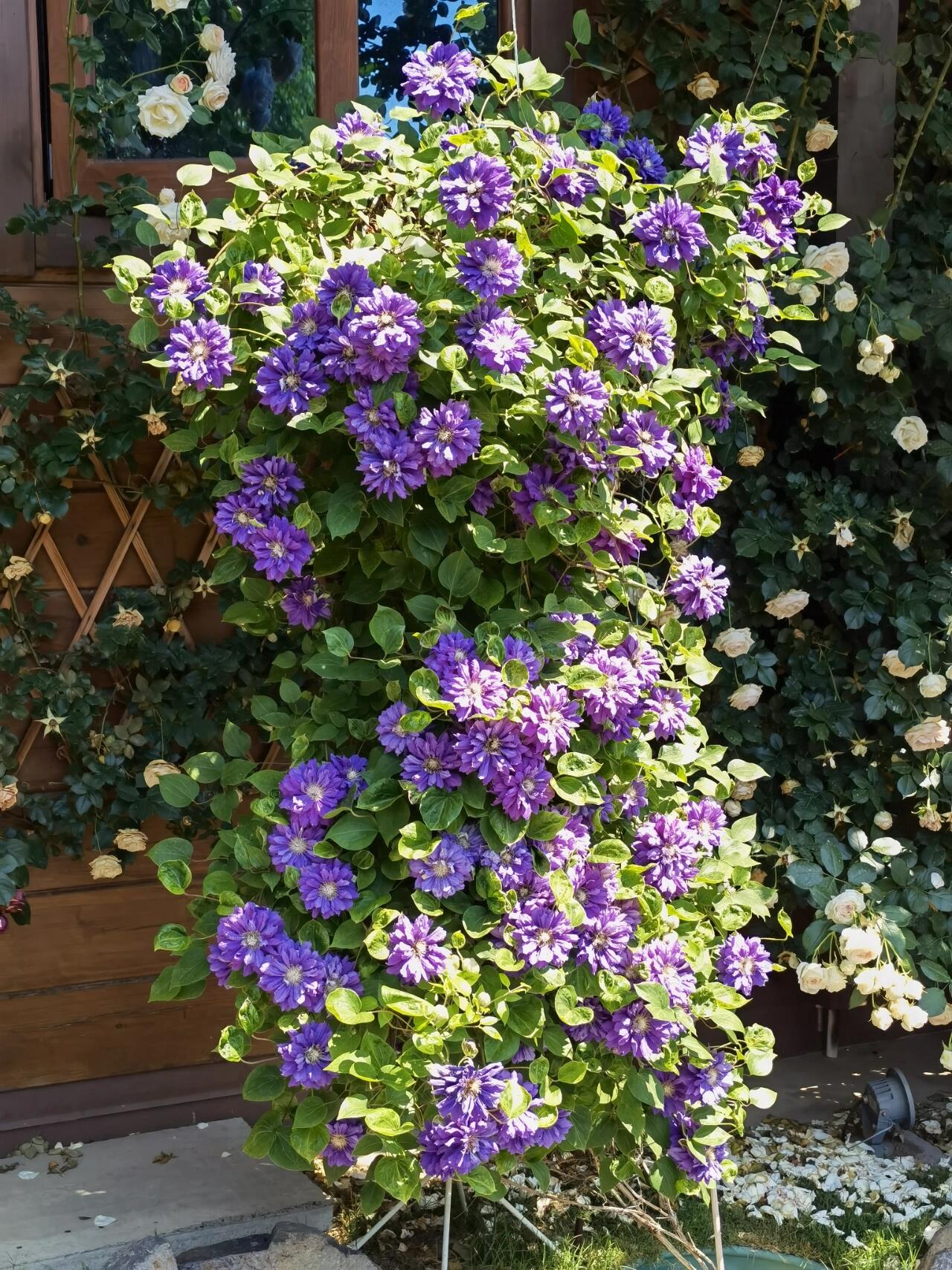 Clematis【Kiri Te Kanawa】- LivePlant｜Purple Double flowering｜卡瓦娜