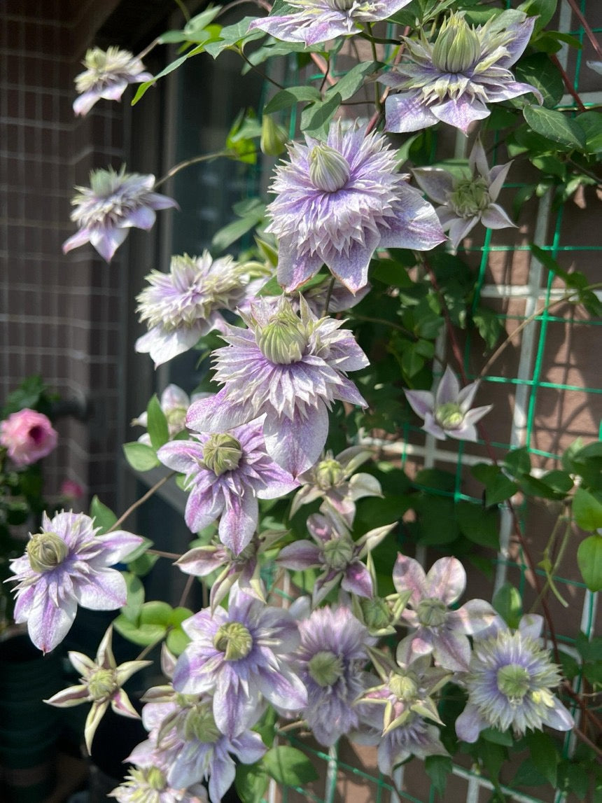 Clematis【 Minamonoyousei | みなもようせい| 水面の妖精】- 10P LivePlant| Japanese Clematis | Double-flowered| Cold Hardy| Koi| 水面妖精