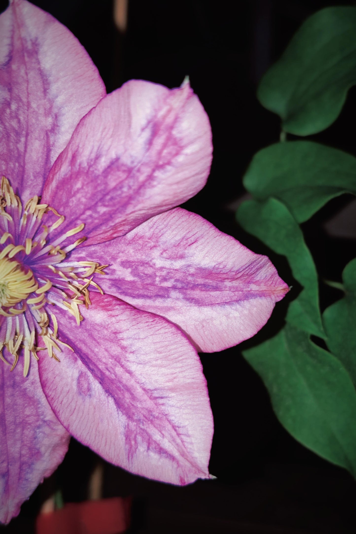 Rare Rare Clematis【Paradiso】-LivePlan｜天堂｜帕拉迪索| Double-flowered| Cold Hardy| Perennial| Pollinator Friendly| Low Maintenance| Easy 2 Grow