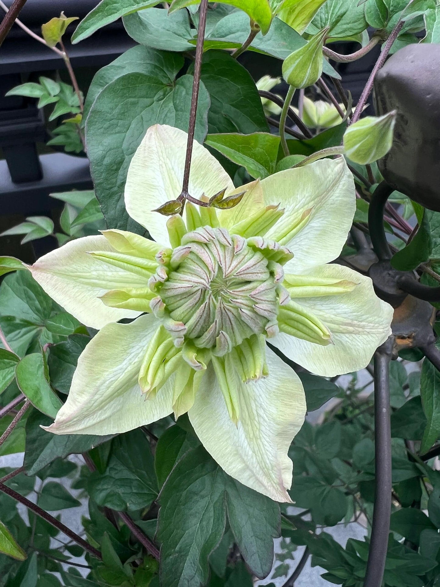 Clematis【Peppermint｜ミント】- LivePlant｜薄荷