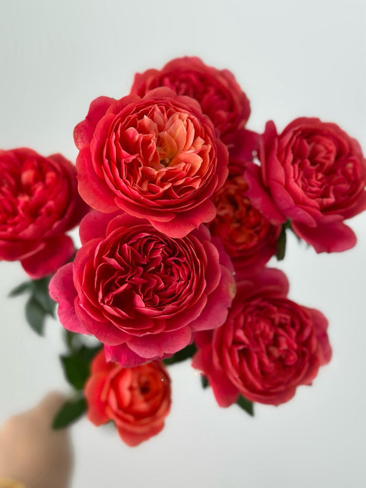 Rose【Juese Juice Terrazza】-OwnRoot LivePlant｜绝色果汁｜Heat Resistant | Floribunda Rose| Gradient| Everbloomer| KOL| Garden Rose shape