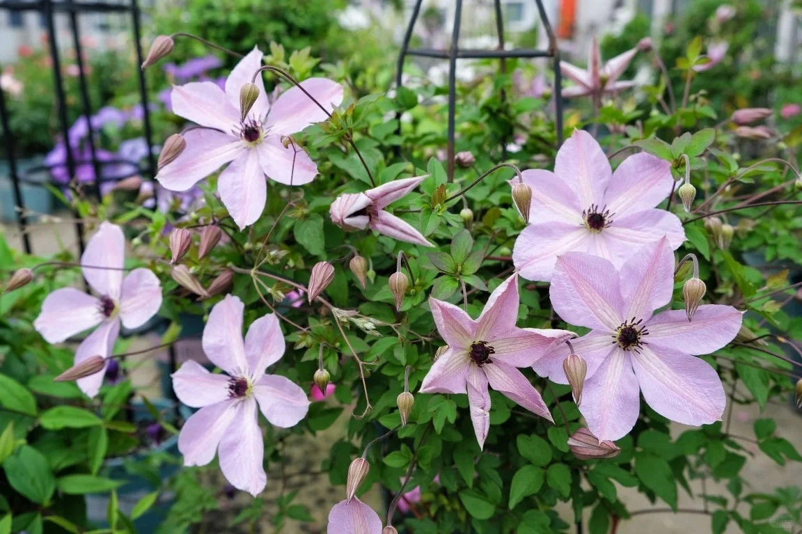 Rare Clematis【Pixie Dust】- LivePlant｜仙尘 ｜Polish Variety｜Vigorous Growth｜Abundant Blooms