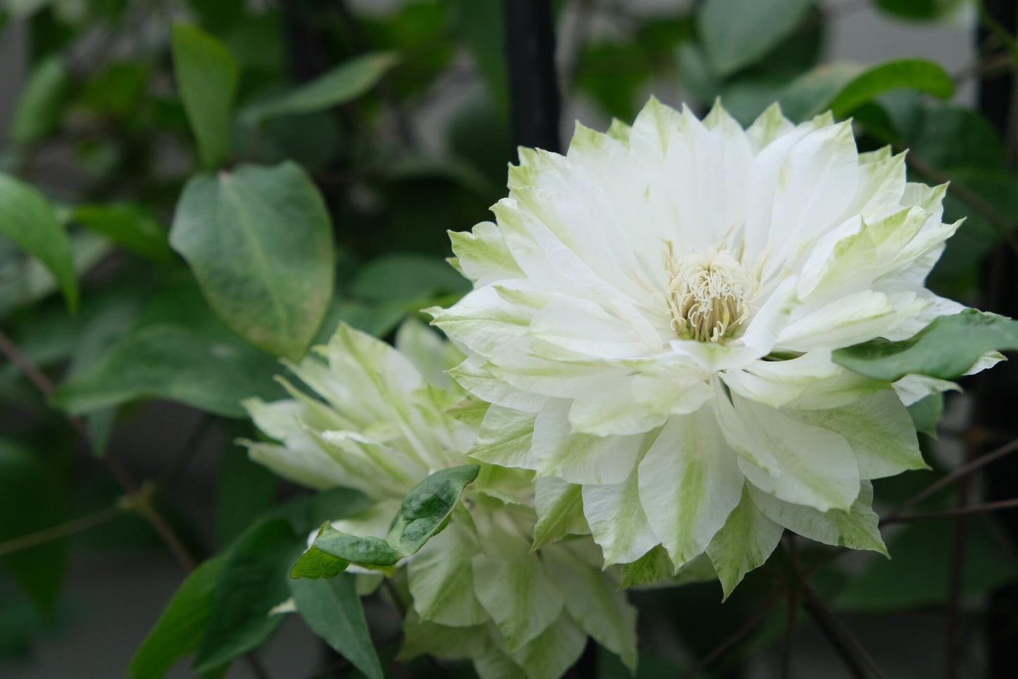 Clematis【Shiko Yukiokoshi｜ゆきおこし】- LivePlant｜雪妆 |Rare Japanese Double-flowered| Cold Hardy| Perennial| Pollinator Friendly| Fast-Growing