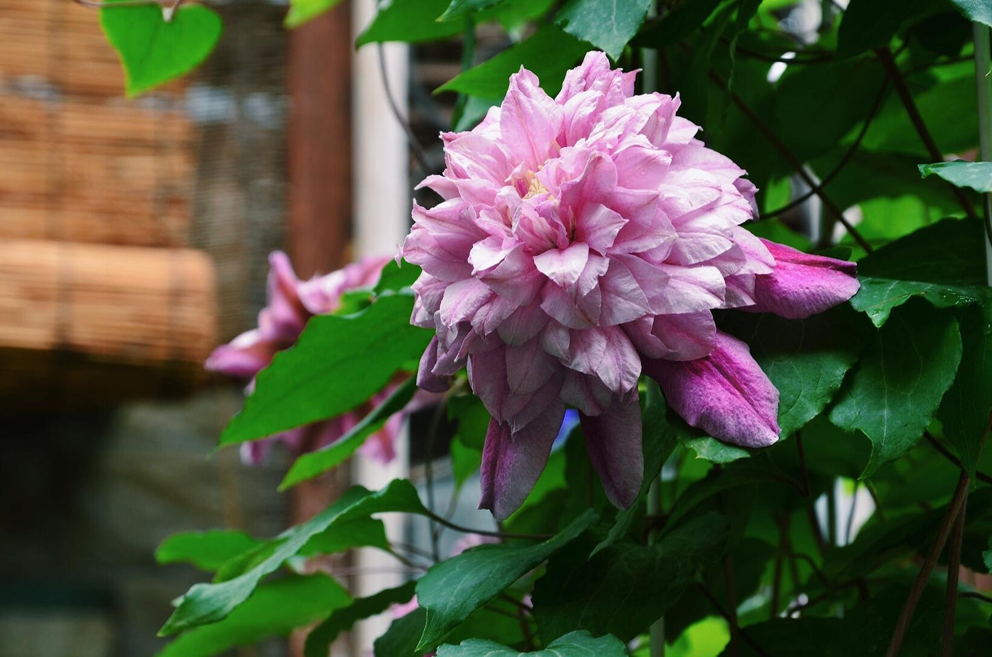 Clematis【Patricia Ann Fretwell】- LivePlant｜帕特丽夏｜Early Large-flowered Group｜