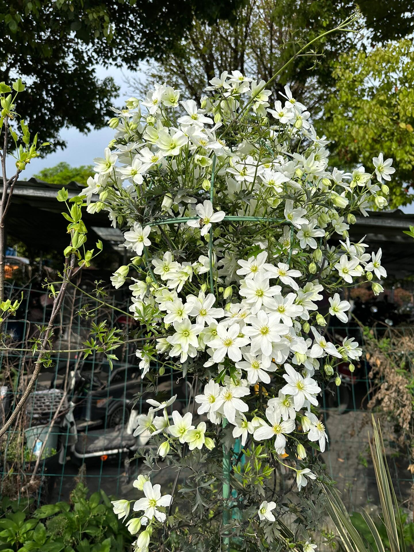 Clematis【Avalanche】-LivePlant｜雪崩｜Popular White Clematis