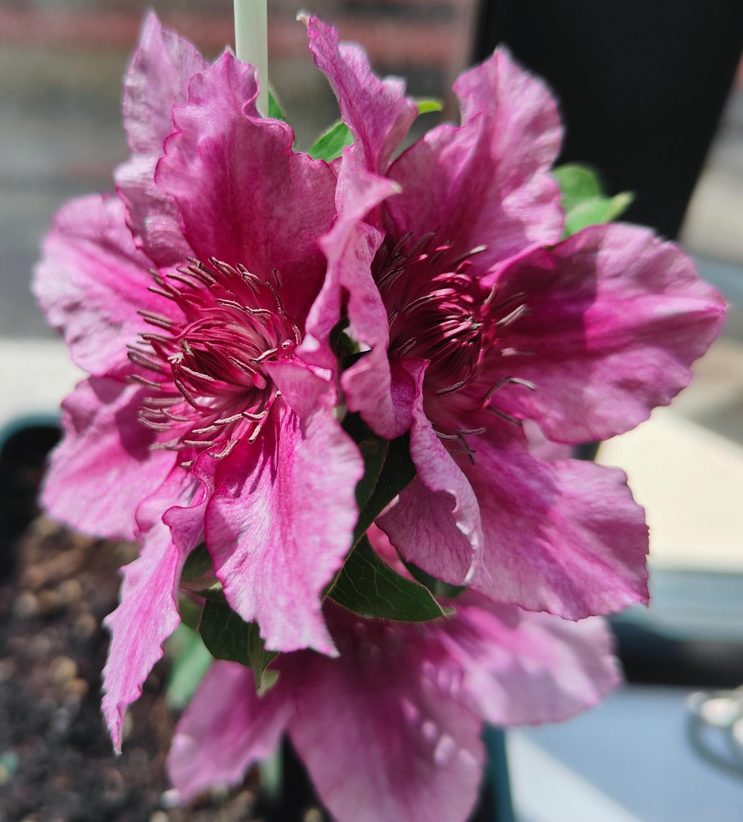 Dwarf Clematis【Luiza｜ルイーザ】-LivePlant｜路易莎｜Patio Clematis Large Flower| Tudor Patio| Easy to Grow| Fast Growth| Long Blooming Period| balcony-friendl