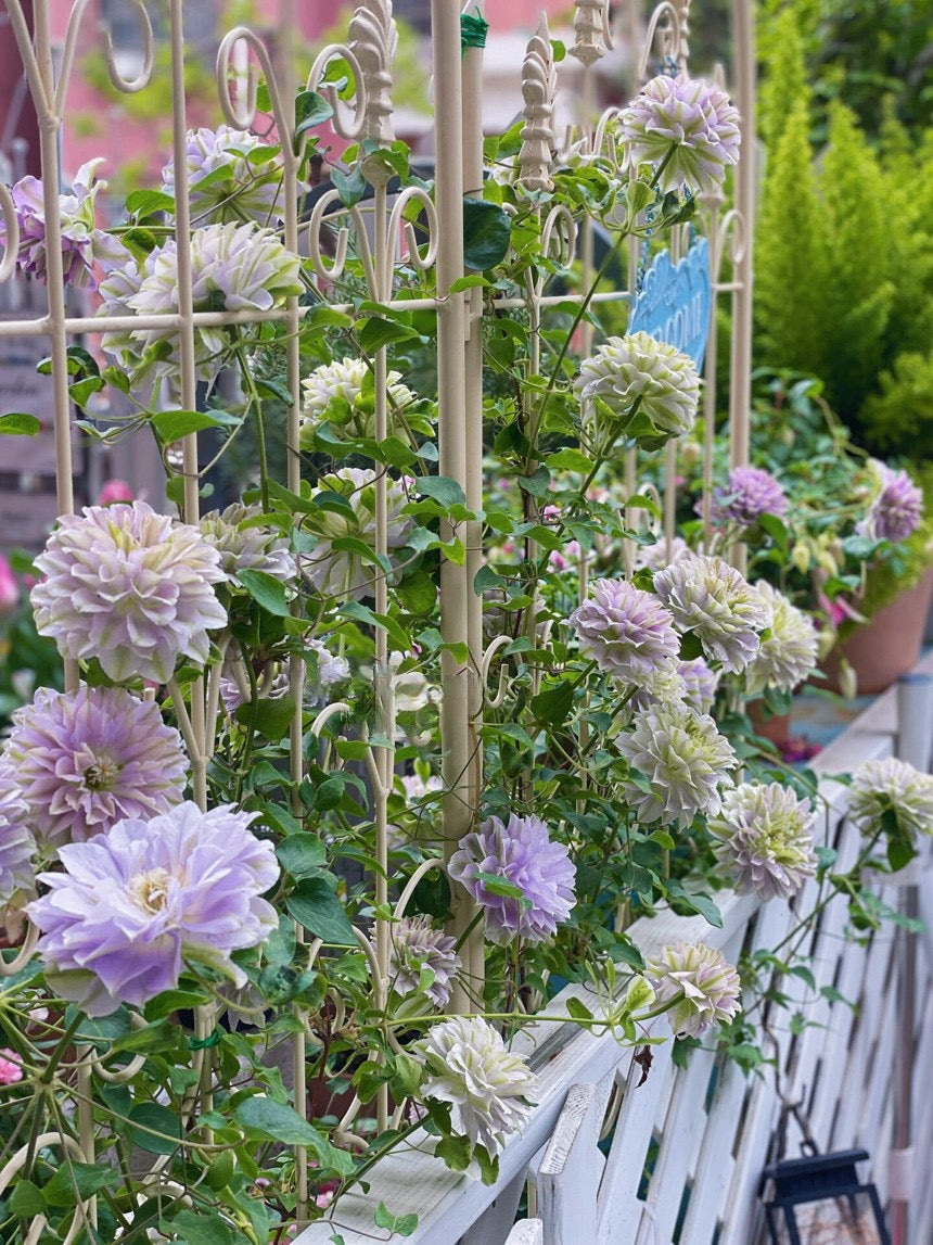 Clematis 【Ruriokoshi ｜ルリオコシ】- 9P LivePlant|  琉璃 ｜Japanese Rare Clematis | Rich and Unique Colors