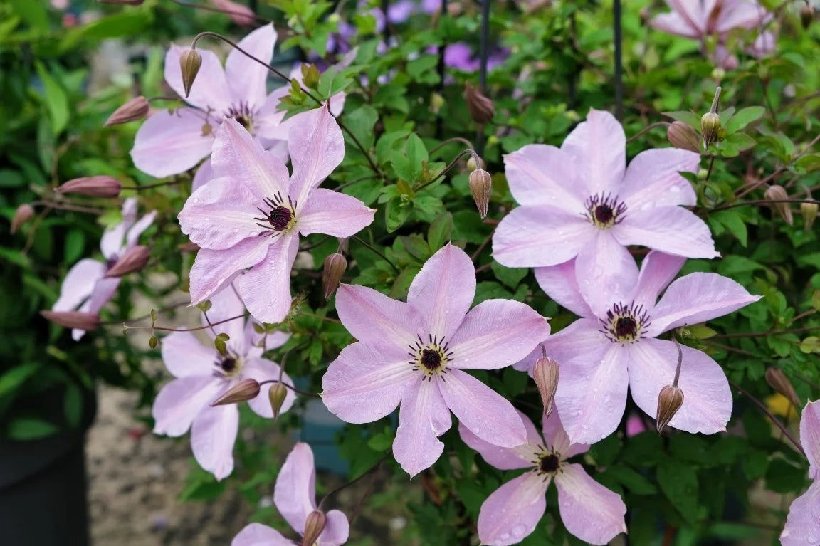 Rare Clematis【Pixie Dust】- LivePlant｜仙尘 ｜Polish Variety｜Vigorous Growth｜Abundant Blooms