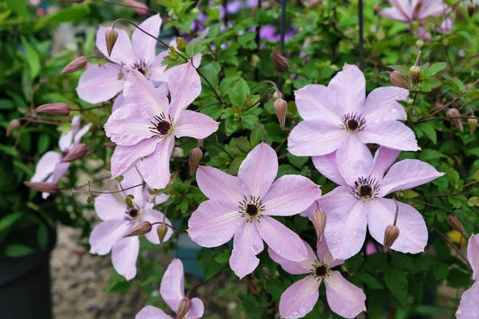 Rare Clematis【Pixie Dust】- LivePlant｜仙尘 ｜Polish Variety｜Vigorous Growth｜Abundant Blooms