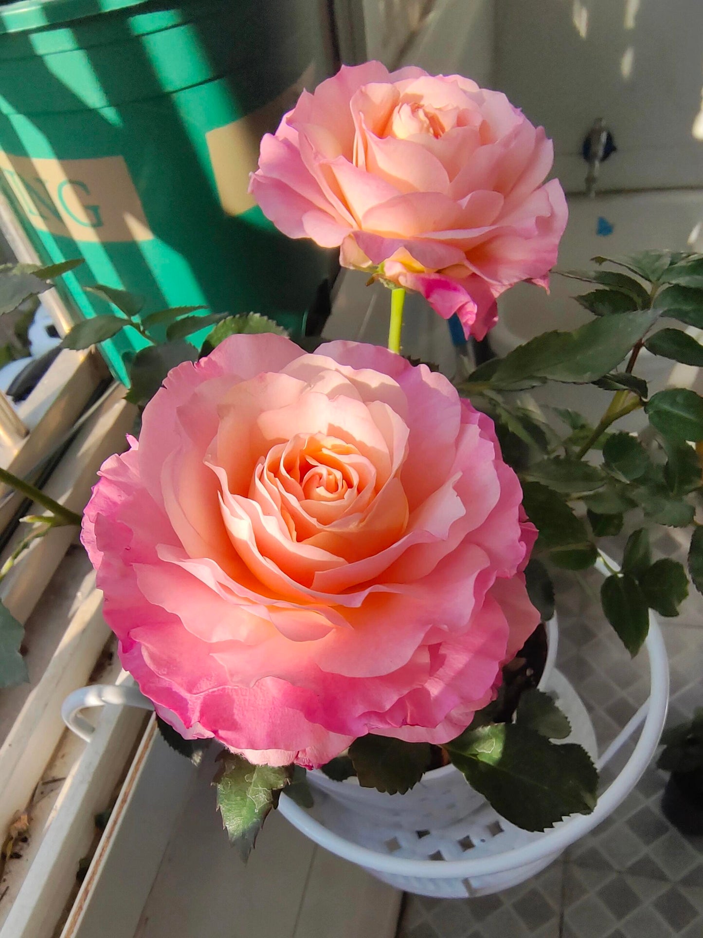 Popular Rose【Neptune King Terrazza】 -1.5 Gal OwnRoot| LargeFlower| Wave Bloom| Strong Adaptability| Heat-Resisting|Peony 海神王| Redolent