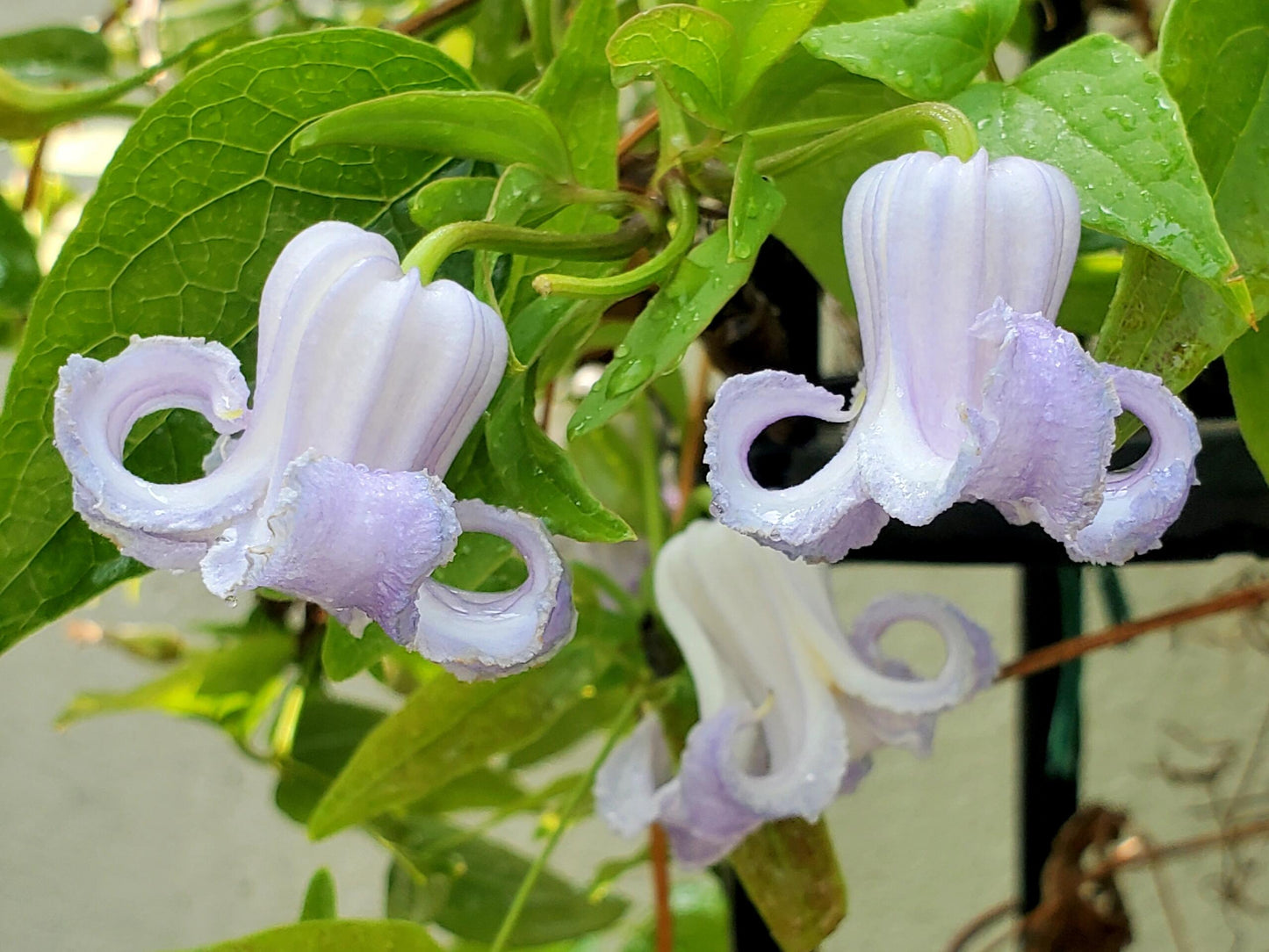 Blue Octopus Clematis【クリスパ・エンジェル| Crispa Angel】-LivePlant｜克里斯帕天使｜Bell-shaped｜Clematis florida var. sieboldiana｜タコクレマチス