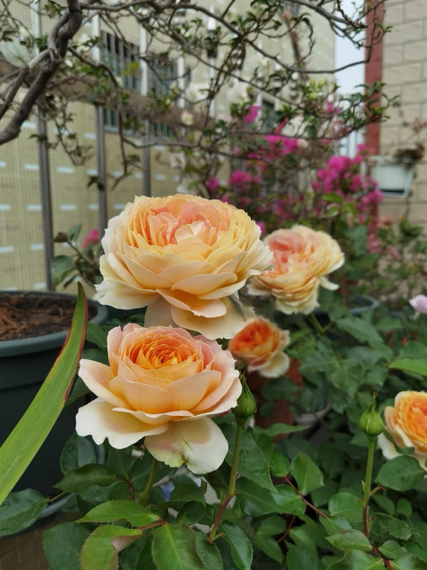 Rose【Caramel Antike】-OwnRoot LivePlant｜Large Bloom｜焦糖古董| Heat Resistant| Flawless| Less Thorns| Floribunda| Redolent| Sunshine Rose