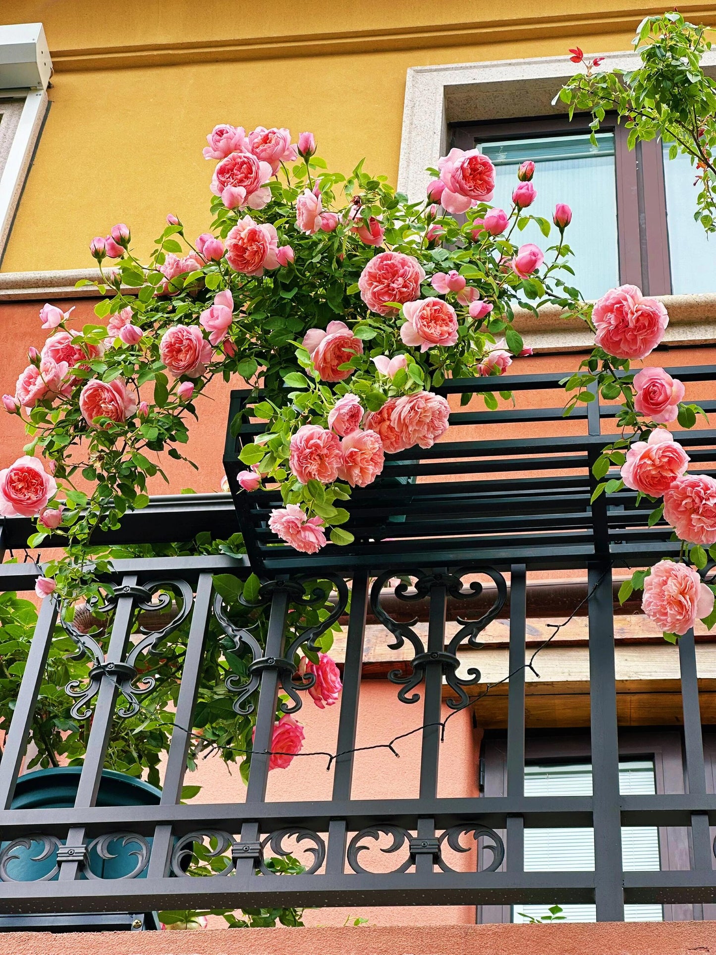 Climbing Rose【Dames de Chenonceau】- 1.5 Gal OwnRoot LivePlant｜舍农索城堡的女人｜ Large Bloom｜