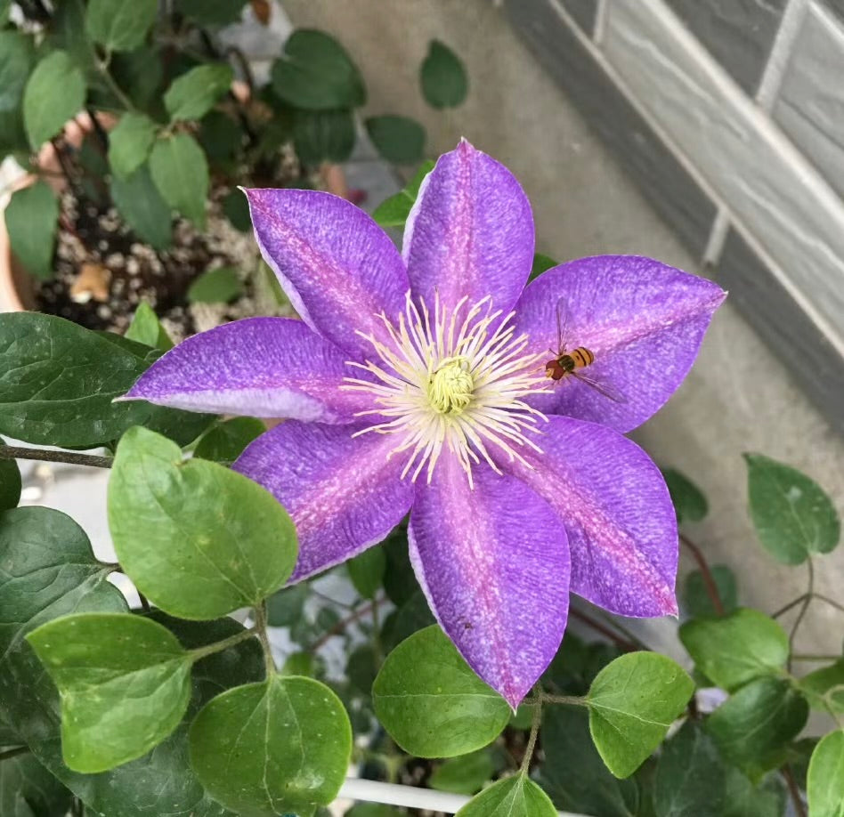 Clematis【Chameleon】- LivePlant｜变色龙｜Sandblasted Flowers