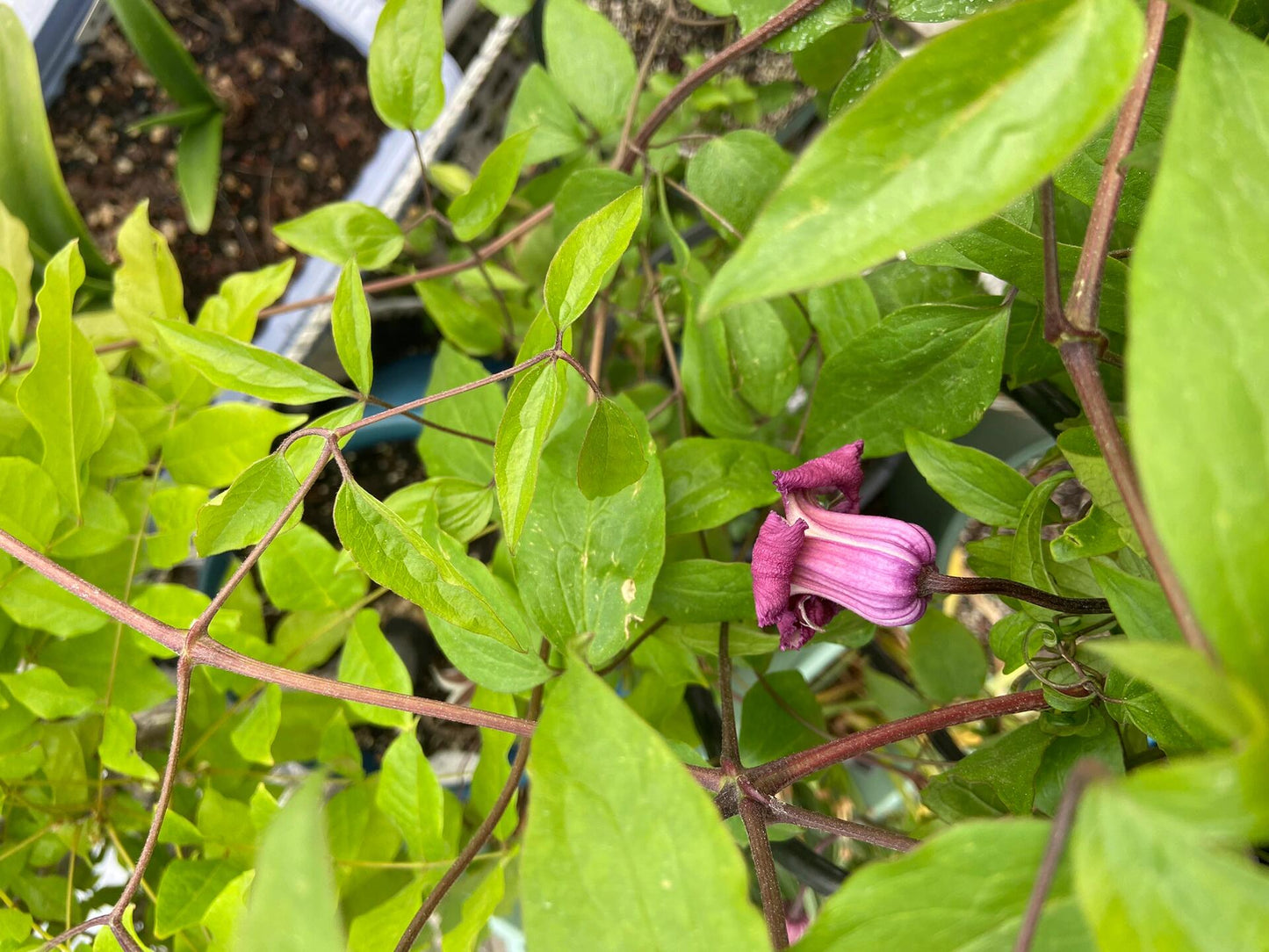 Clematis【Princess Red】- LivePlant｜绯红公主｜Purple-Pink Bell-Shaped Blooming｜