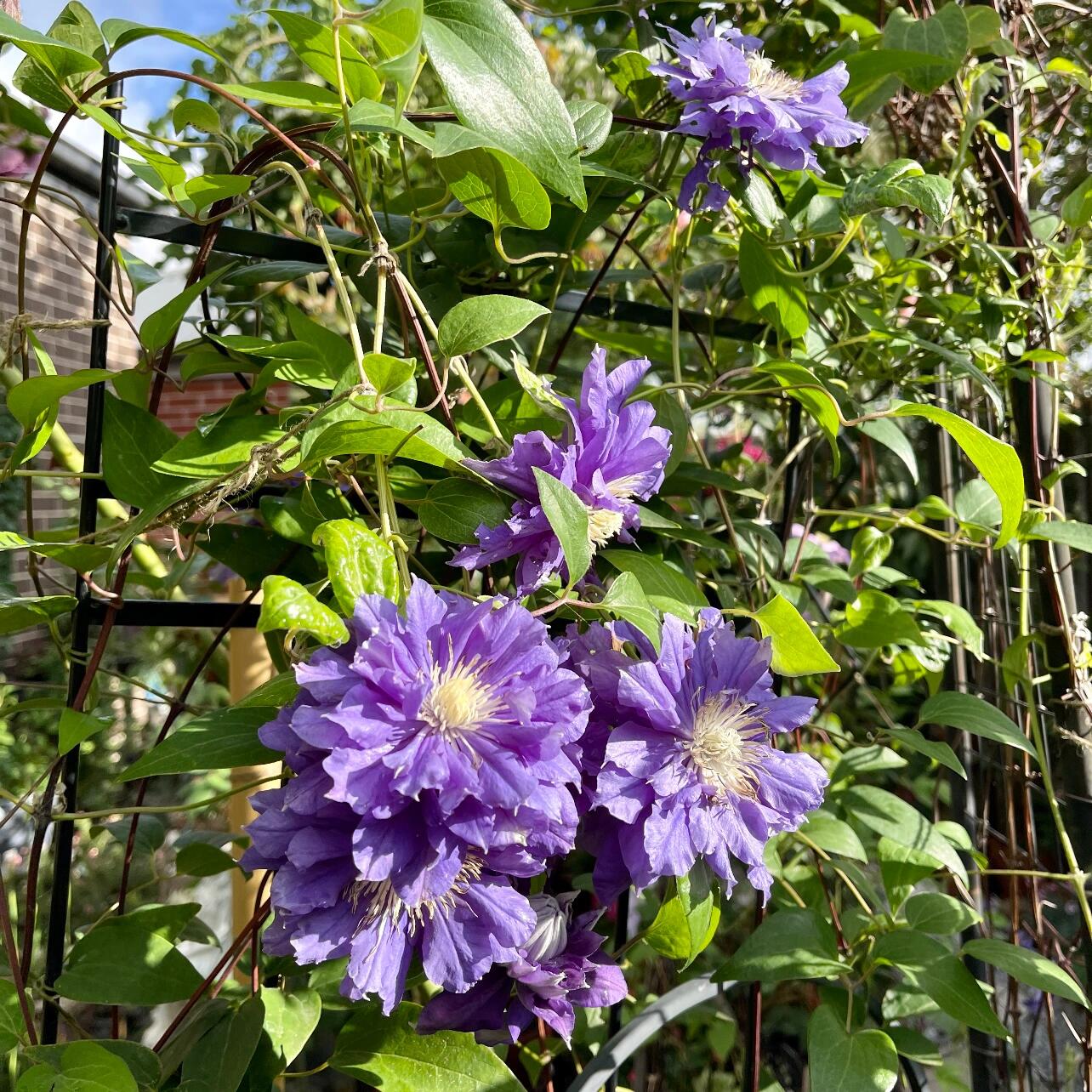 Clematis【Kiri Te Kanawa】- LivePlant｜Purple Double flowering｜卡瓦娜