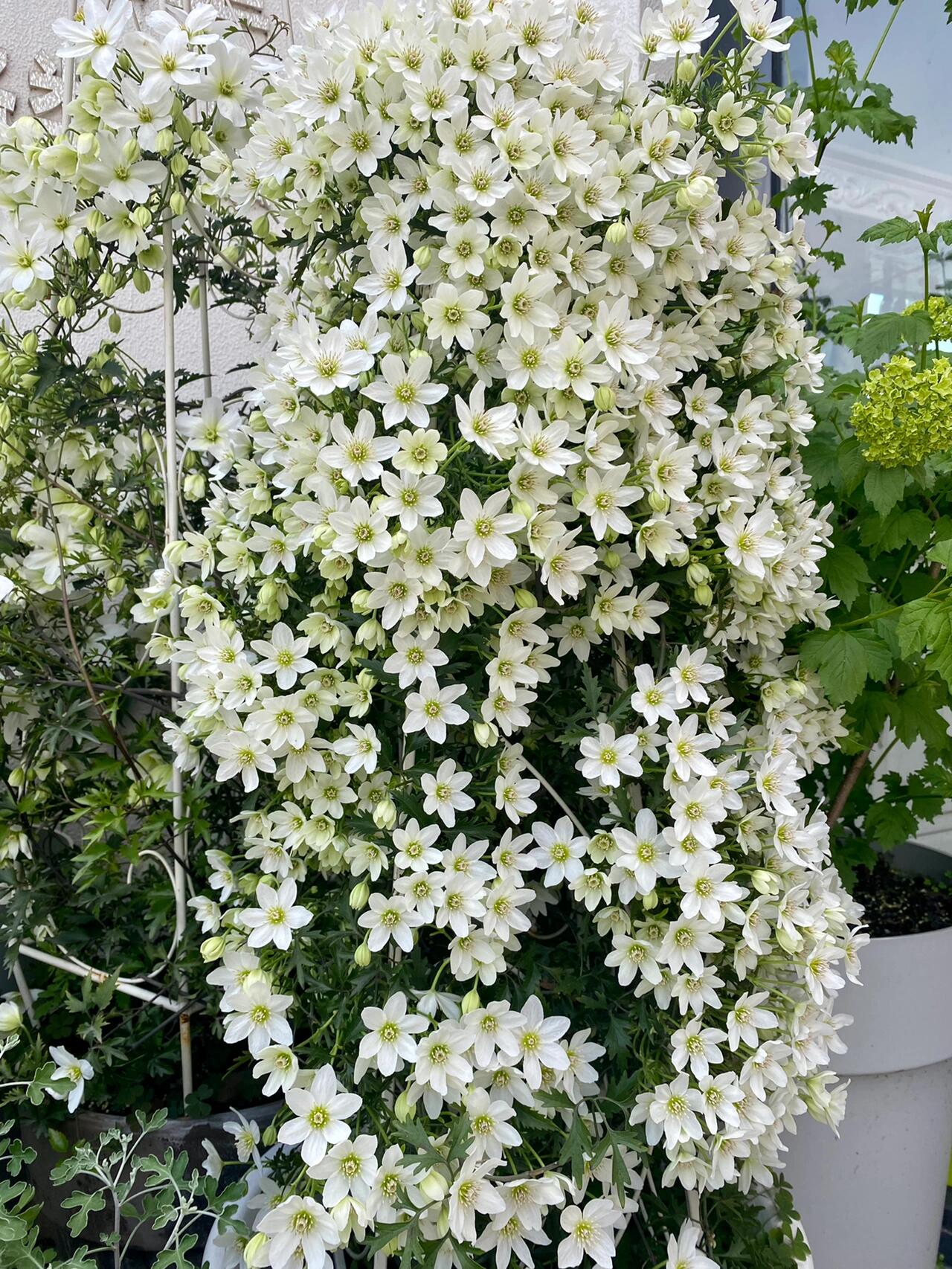 Clematis【Joe】- Liveplant｜银币｜Popular Floral waterfall