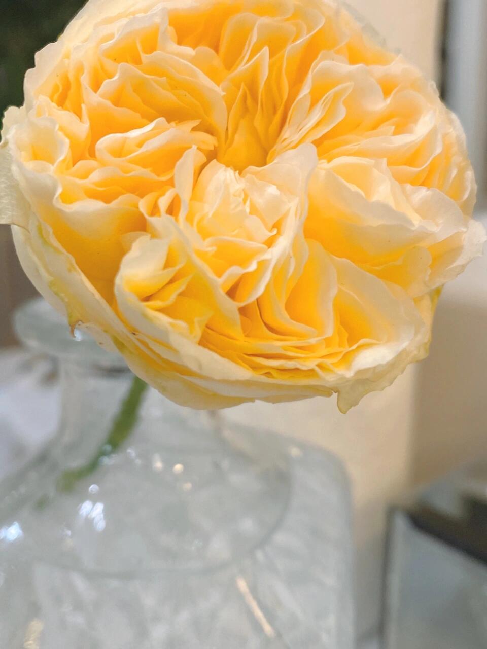 Rose【Fugetsu｜ふうげつ】-Surprise Rosa|  风月| Heat Resistant| Abundant Blooming| Less Thorns| Surprise rose| 風月| Balcony Rose