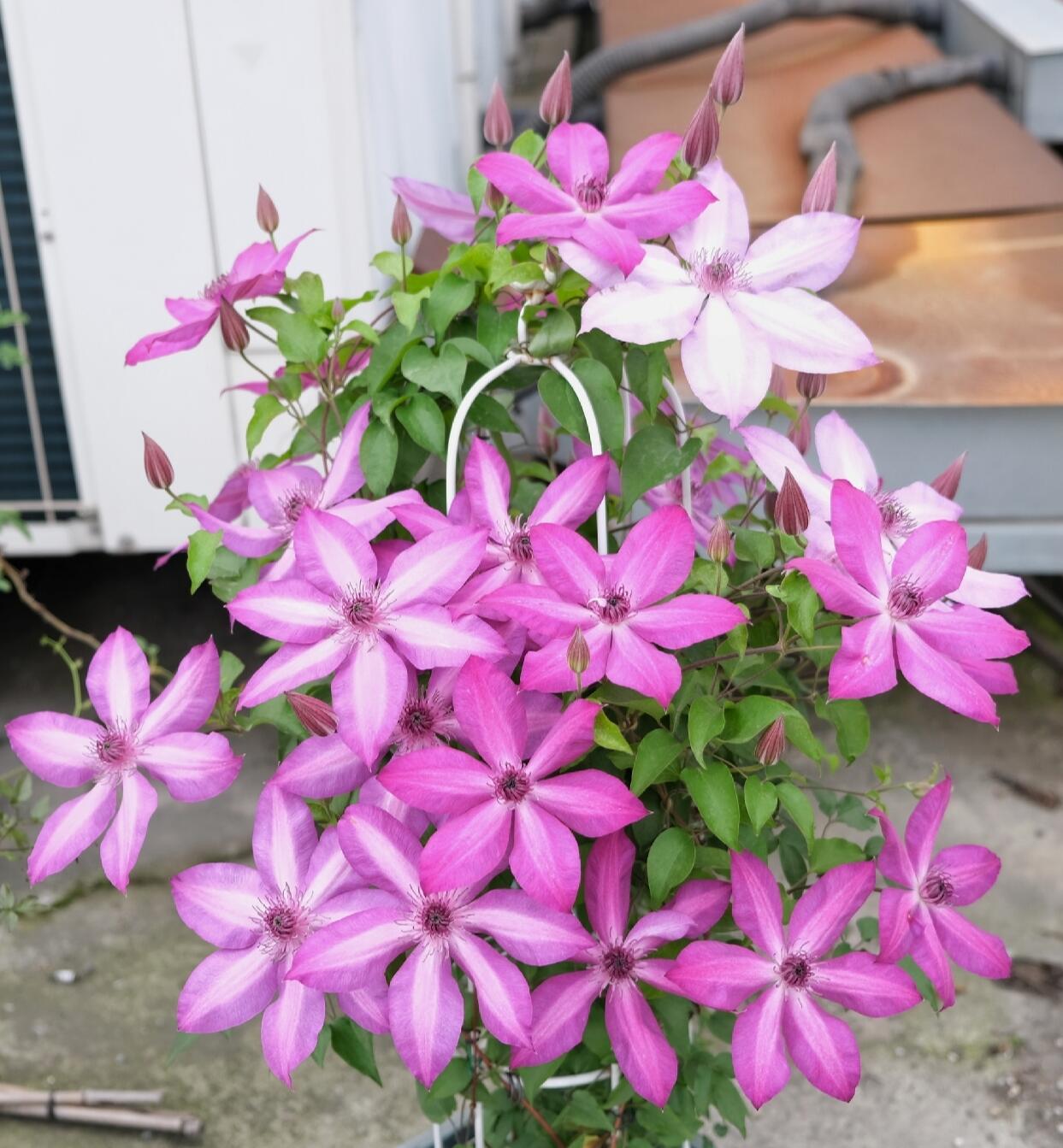 Clematis【Lizard｜トカゲ 】- 12P LivePlant｜蜥蜴