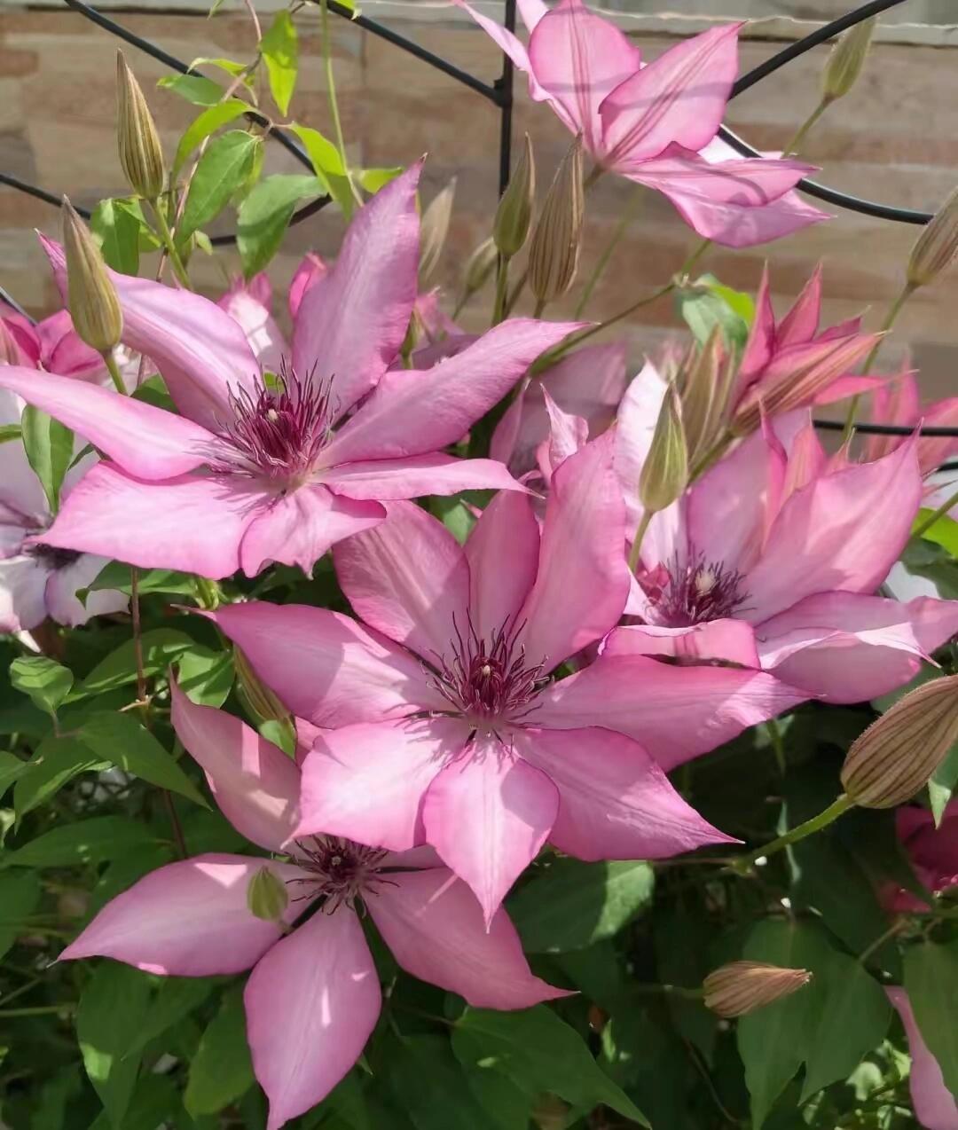 Clematis【Giselle】- LivePlant｜吉赛尔｜Large Flower｜Vintage Pink| Cold Hardy| Exquisite| Flower Waterfall| Beginner-Friendly| Compact Patio| Vine