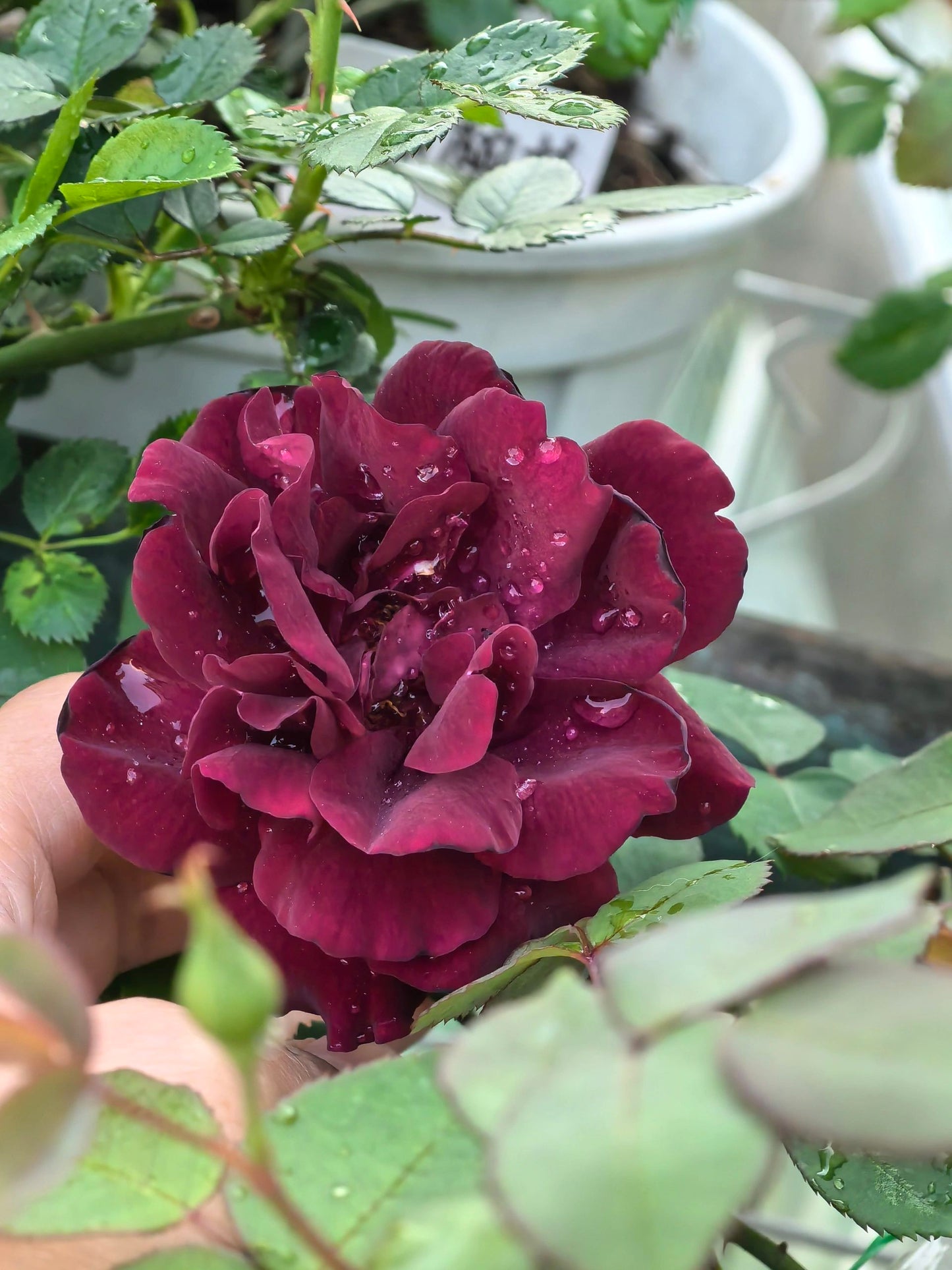 Rose【Louis XIV｜ルイ14世】-OwnRoot LivePlant｜路易十四| Classic Vintage Black Velvet Rose｜Strong Fragrance| Cut Flower| Retro Fuchsia| Balcony