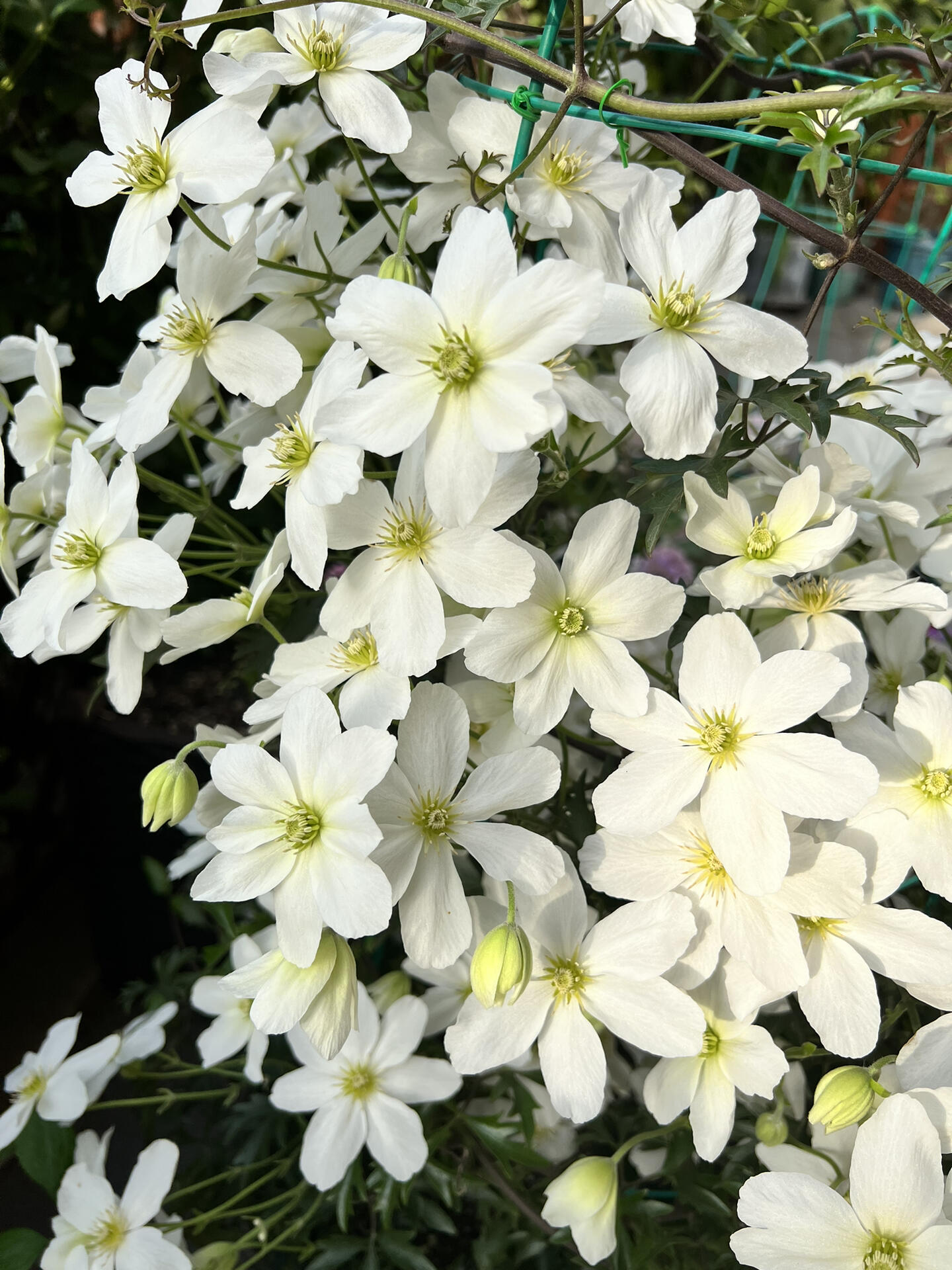 Clematis【Avalanche】-LivePlant｜雪崩｜Popular White Clematis