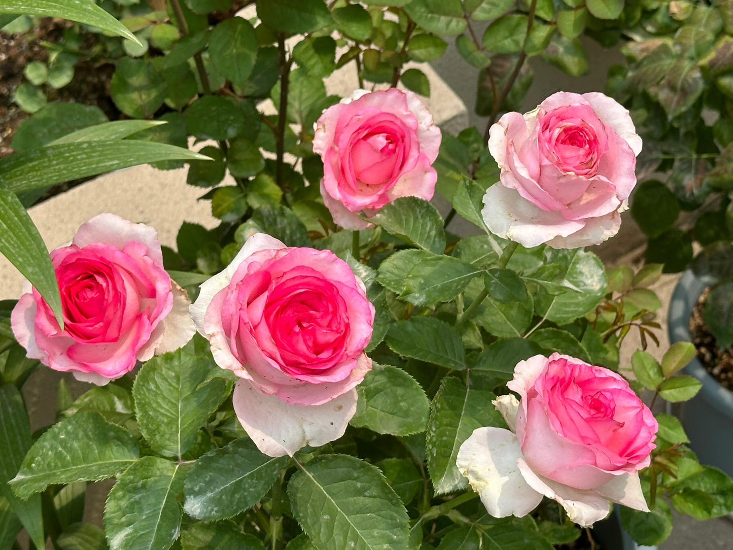 Rose【Bella Vita】- 1.5 Gal OwnRoot LivePlant｜贝拉维塔｜Popular Cutting Rosa｜Large Bloom｜Rich Scent