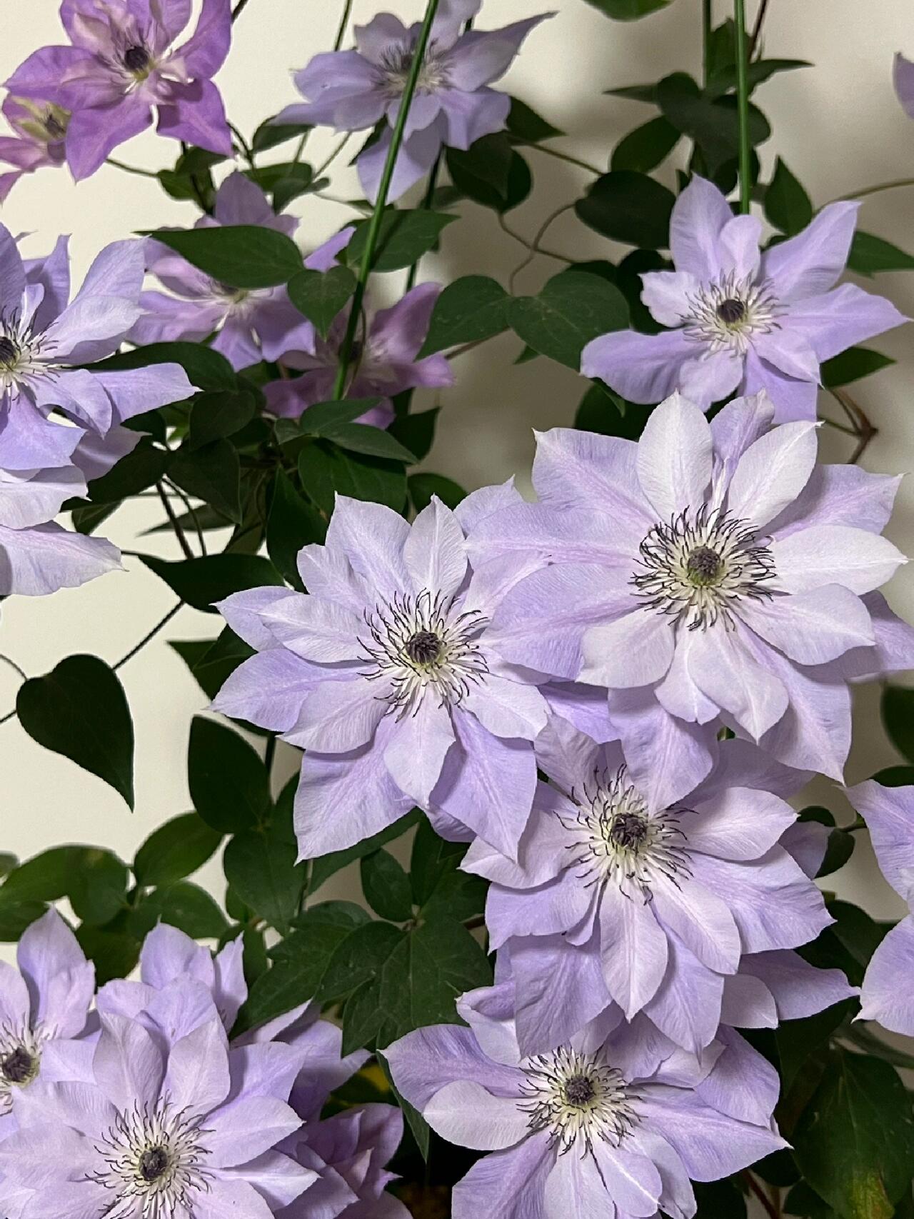 Clematis【Reflections】- LivePlant｜倒影| Double-flowered| Cold Hardy|Perennial|Pollinator Friendly| Low Maintenance| Popular| Bloom Repeatedly