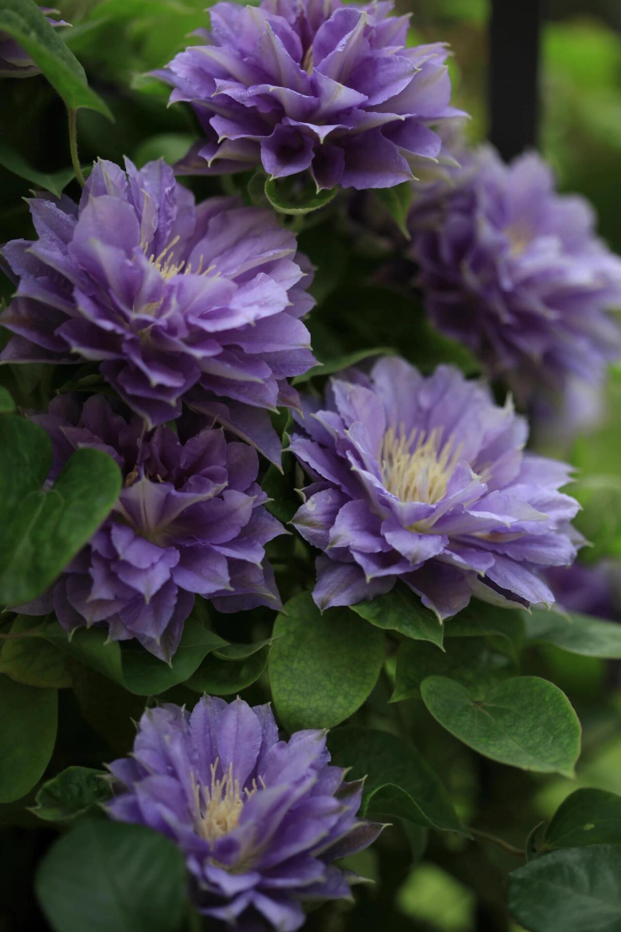 Clematis 【Enku｜円空】 - 9P LivePlant|Rare Popular Japanese Clematis| 圓空| Double-flowered |