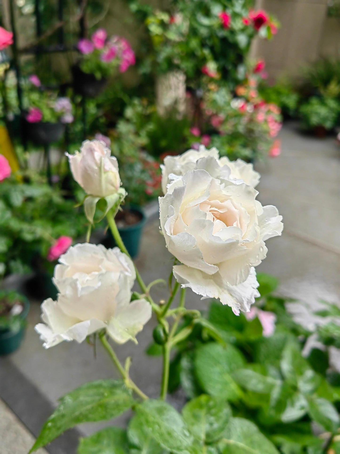 Rose【Princess Tenko｜プリンセステンコー】- 3 Gal LivePlant｜Rare Japanese Rosa｜天宫公主｜Large Bloom｜Heat Resistant |Floribunda Rose| Gradient