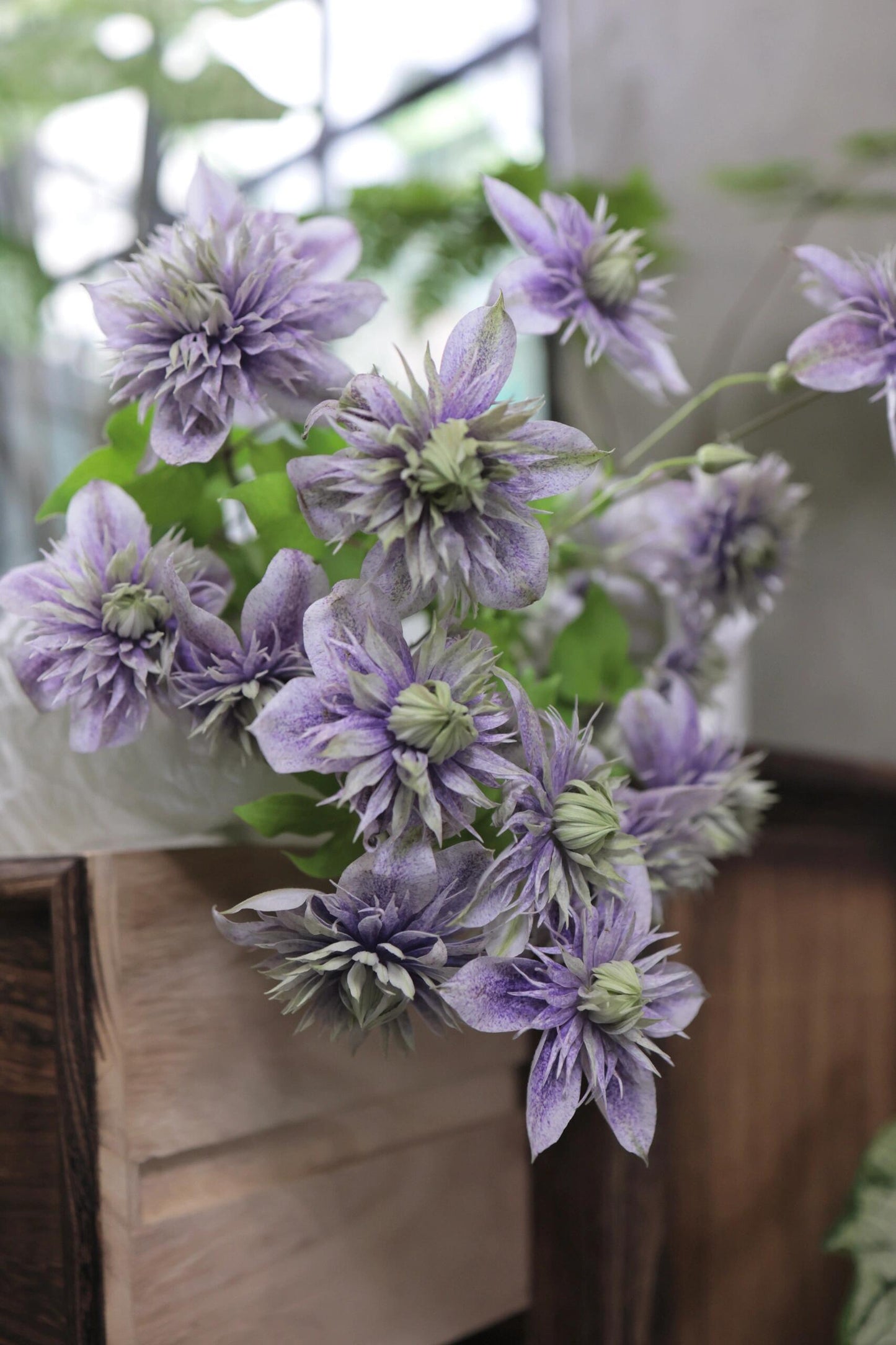 Clematis【 Minamonoyousei | みなもようせい| 水面の妖精】- 10P LivePlant| Japanese Clematis | Double-flowered| Cold Hardy| Koi| 水面妖精