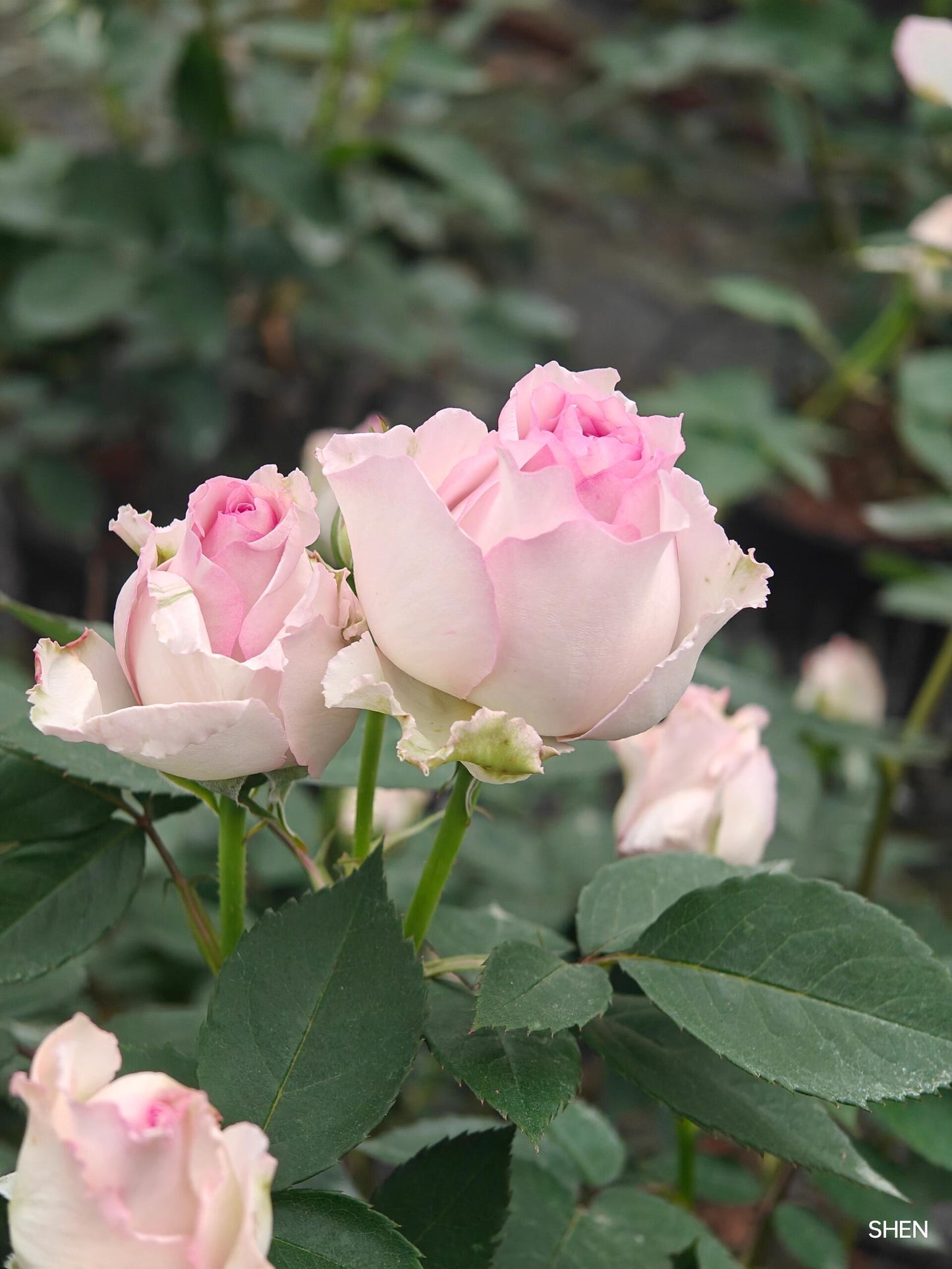 Rose【Lu Ning Xiang｜露凝香| Dew Serenade】- 1.5Gal OwnRoot LivePlant| Heat Resistant| Redolent| Less-Thorns| Dreamy| Highly Recommended| New 2022