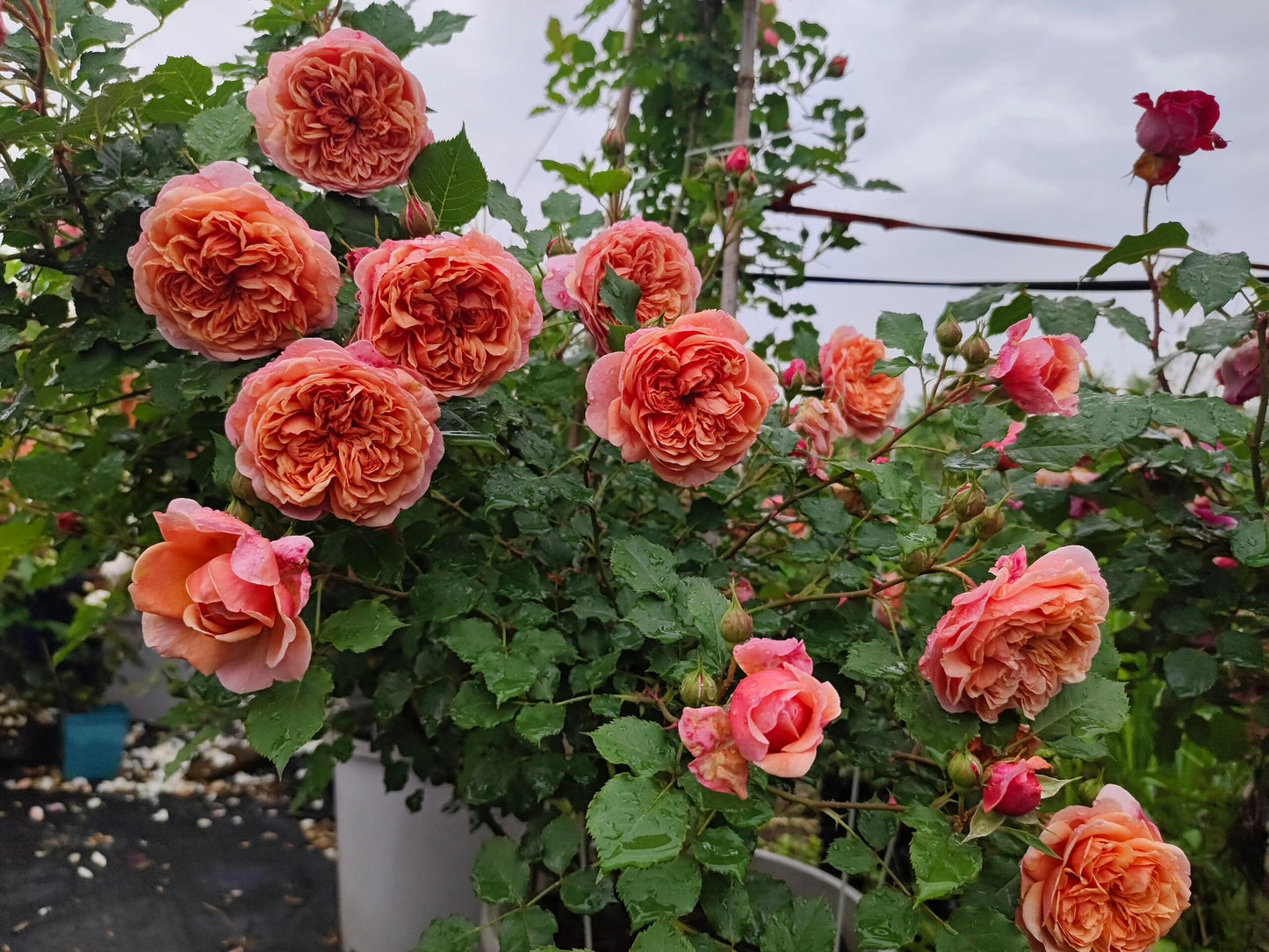 Rose【Silk Road｜シルクロード】- Japanese New Variety 2022｜丝绸之路 | Takunori Kimura｜Small Climbing & Shrubs| Excellent Resistance| Redolent