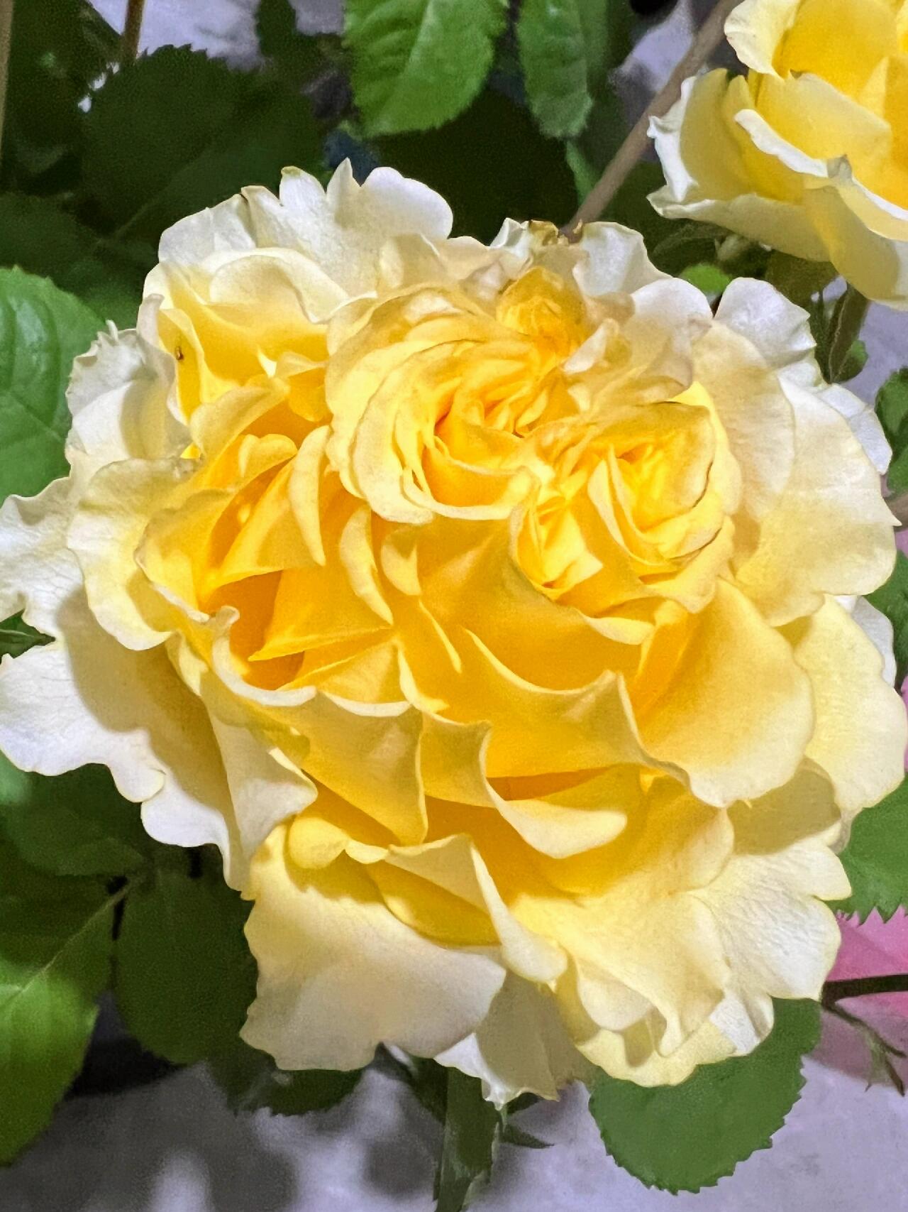 Rose【Shell｜貝殻】-1.5 Gal OwnRoot LivePlant｜Popular Japanese Floribunda Rose 贝壳｜Large Bloom｜Long vase life| Heat Resistant| Easy to Grow| Lace