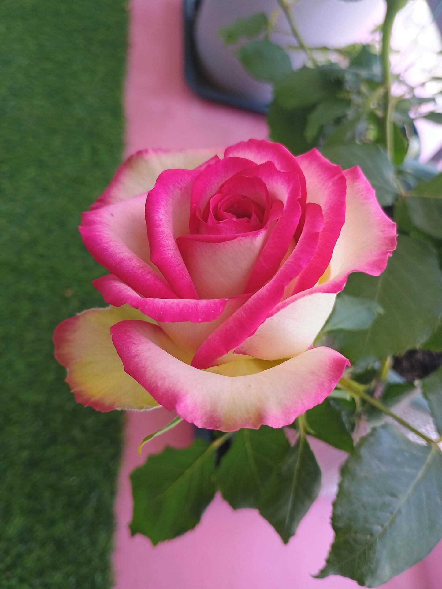 Rose is【Monroe】- 1.5 Gal OwnRoot Live Plant｜Cutting Rose 梦露