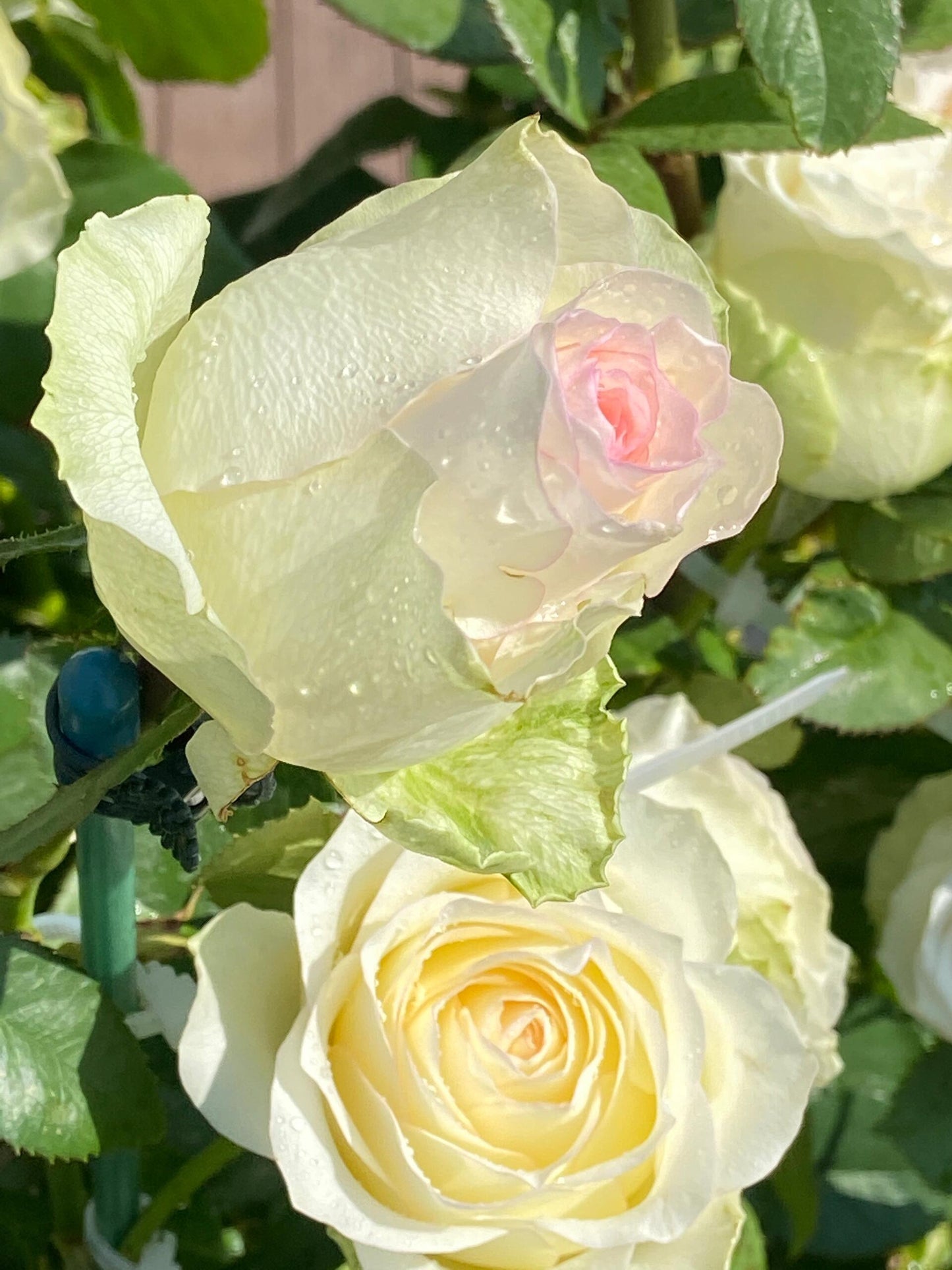 Rose【White Jumilia】- 1.5 Gal OwnRoot Live Plant｜白艾莎｜Sport varieties of the Jumilia rose｜Perfect New variety