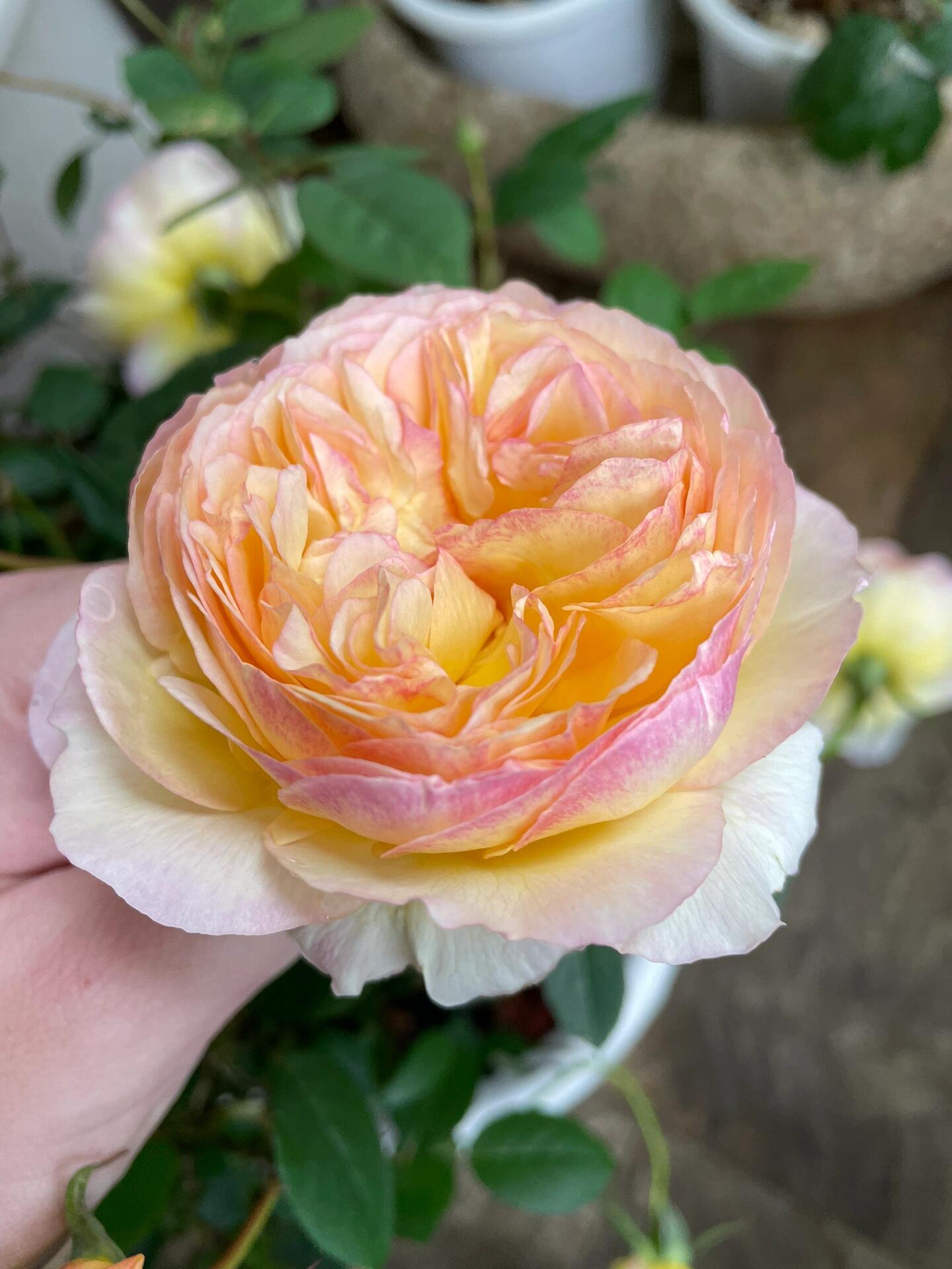 Rose【Kagelou| カゲロウ】- Japanese 2020 New varieties| 阳炎/蜉蝣| Fruity Fragrance| Discoloration| Ruffled bloom| Especially| Floribunda| Redolent|  HeatResistant