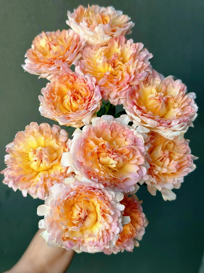 Rare Rose【Peach Anemone】- OwnRoot LivePlant｜桃子海葵｜New Variety｜Sawtooth Edge｜Rich Color