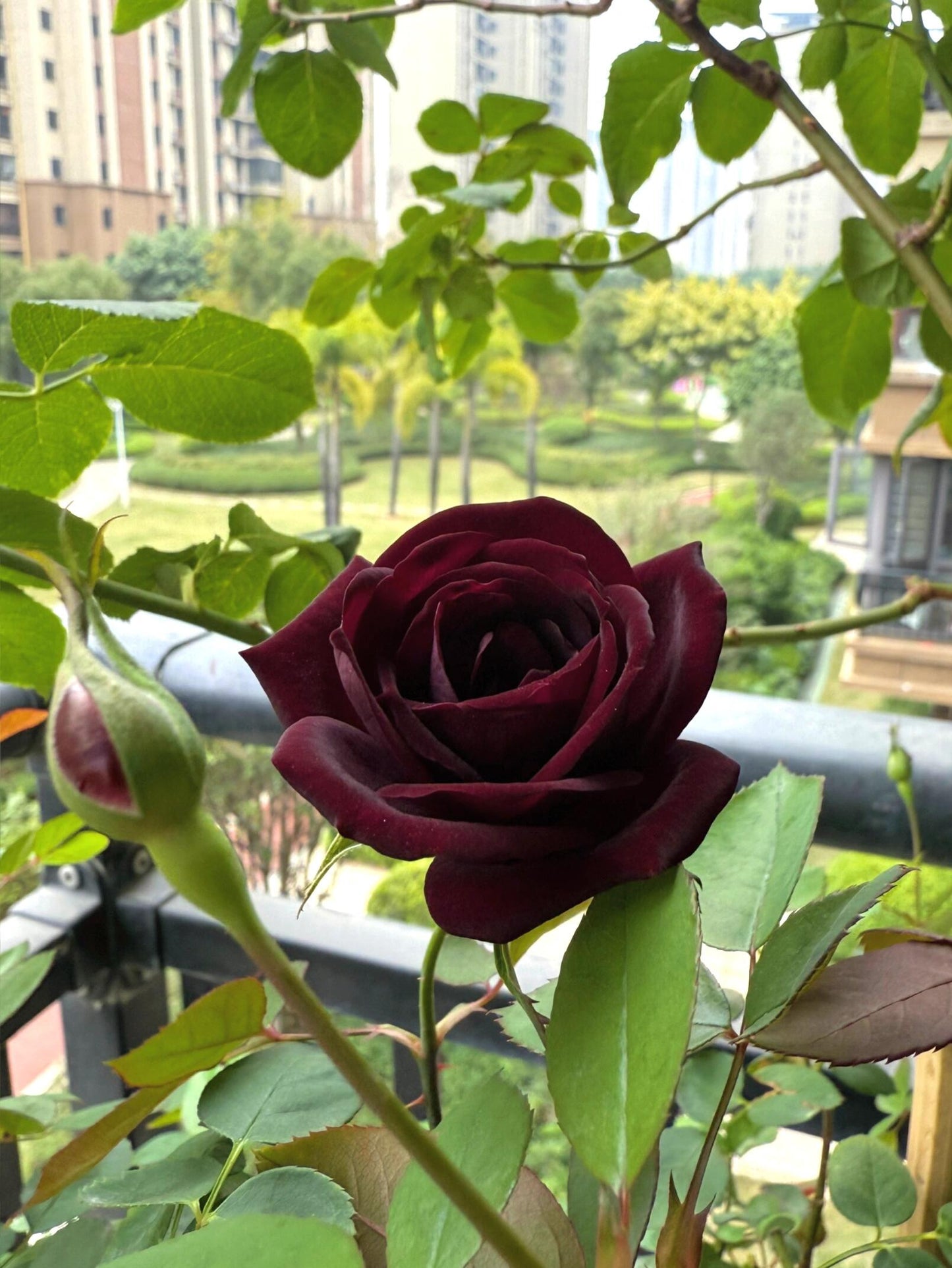 Rose【Louis XIV｜ルイ14世】-OwnRoot LivePlant｜路易十四| Classic Vintage Black Velvet Rose｜Strong Fragrance| Cut Flower| Retro Fuchsia| Balcony