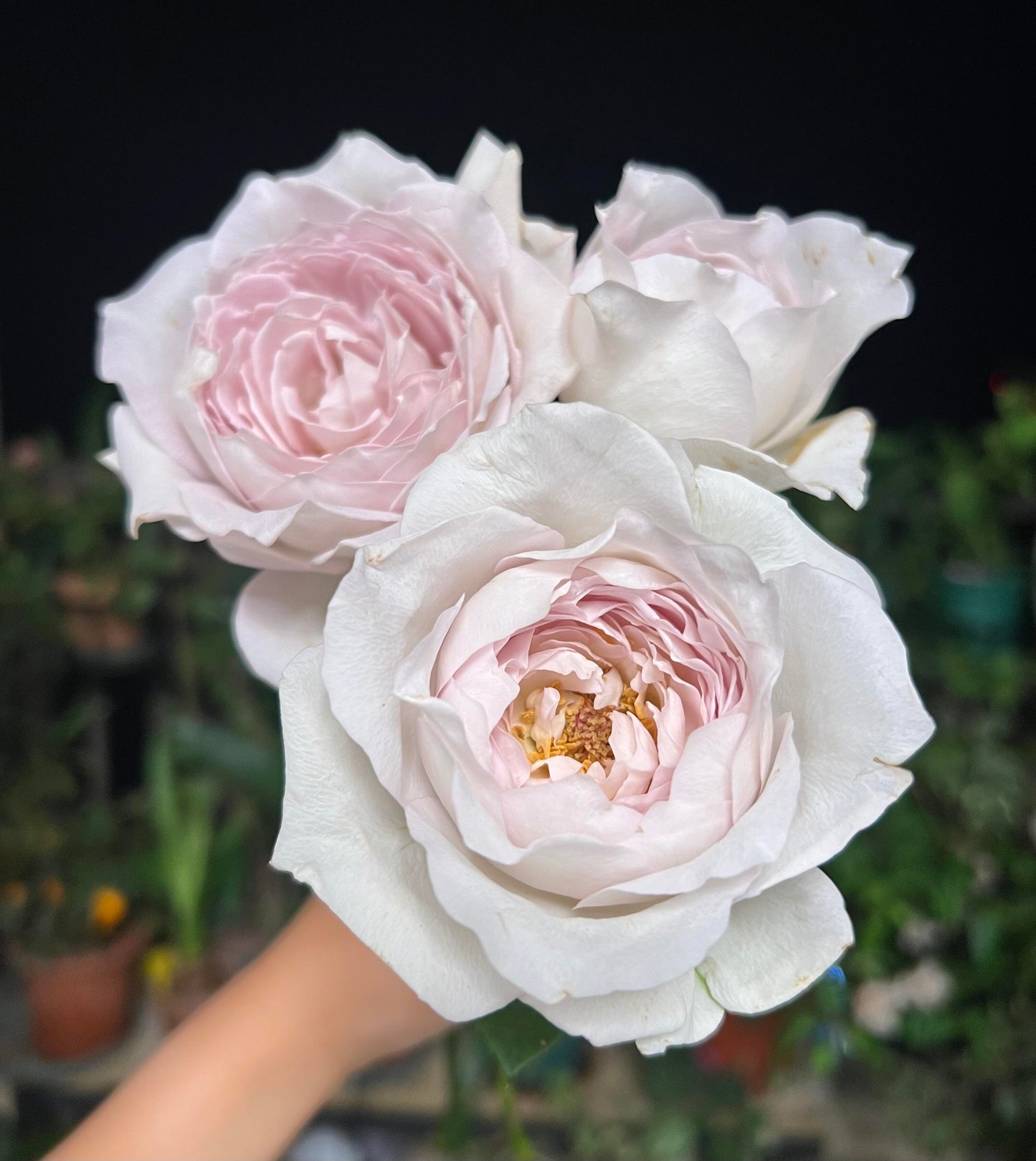 Rose【Milky Pearl｜ミルキーパール】- Japan New Variety 2021｜珍珠奶茶｜Extended vase life| 牛奶珍珠| Redolent| Florists Rose| Wavy Lace