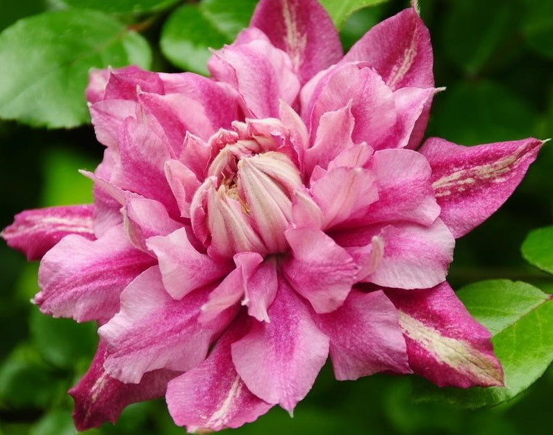 Clematis【Patricia Ann Fretwell】- LivePlant｜帕特丽夏｜Early Large-flowered Group｜