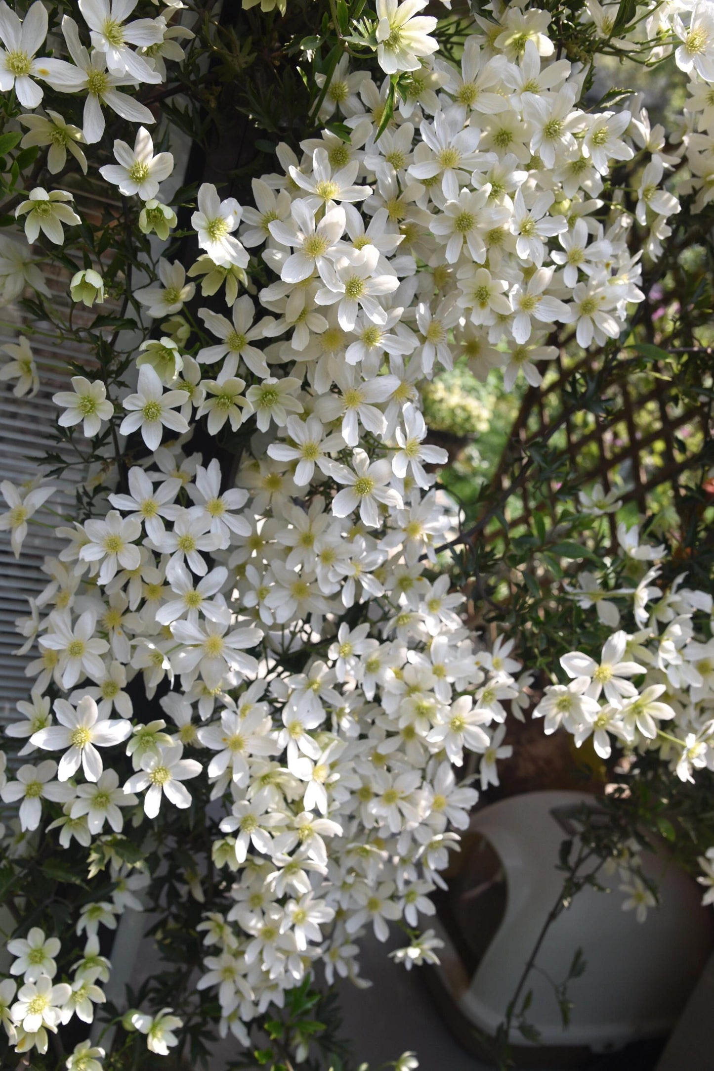 Clematis【Avalanche】-LivePlant｜雪崩｜Popular White Clematis