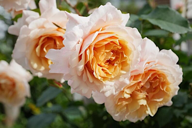 Rosa【Ben Weatherstaff｜ ベン ウェザースタッフ】- 1.5 Gal OwnRoot LivePlant｜Japanese 2020 New Variety｜ Vintage Large Bloom｜wavy edge｜Fragran ｜园丁老班