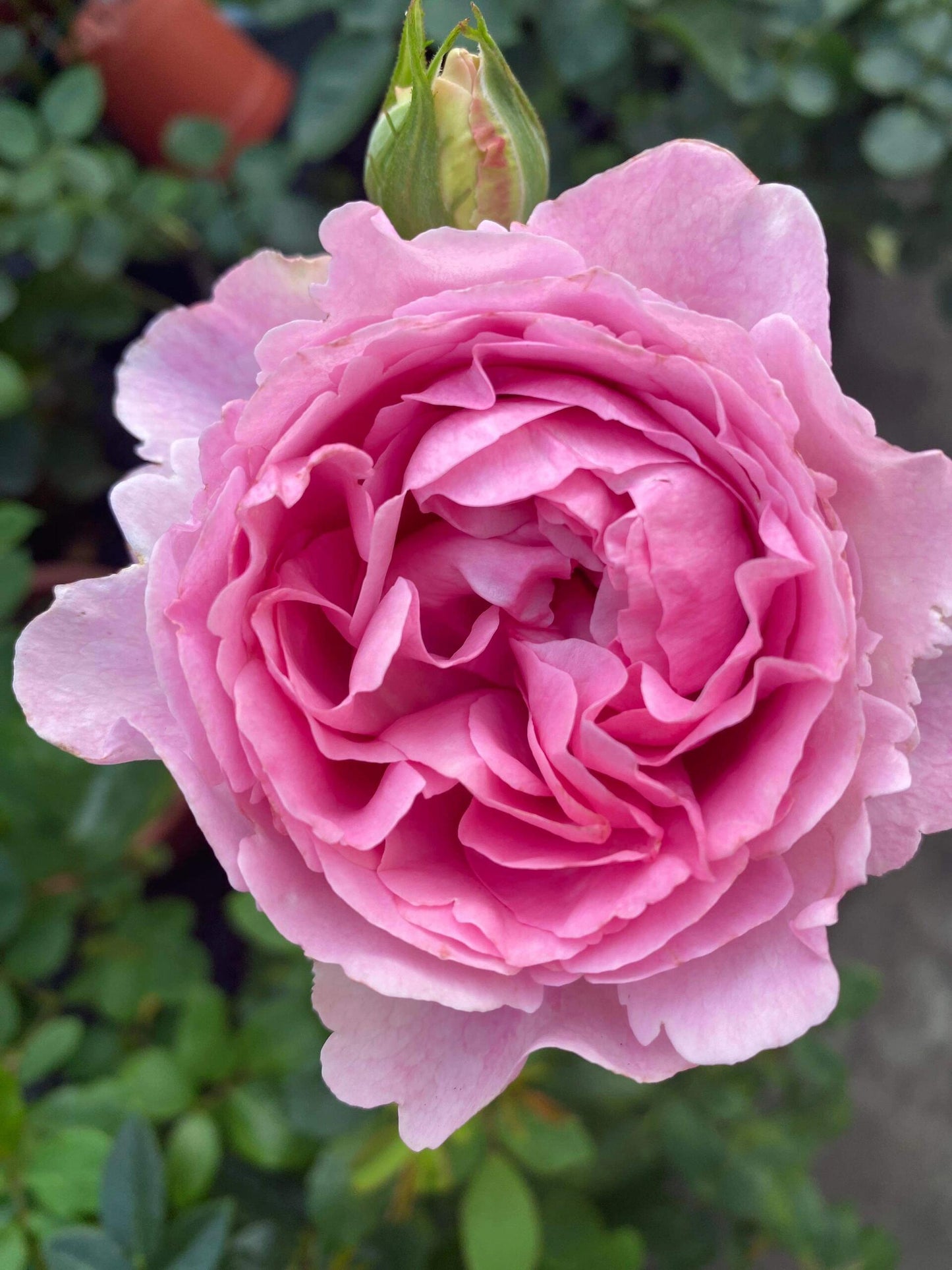 Rose【Yves Sion｜イヴシオン】-1.5Gal OwnRoot LivePlant｜伊芙紫苑| Rare Japanese Perfume Rose| 伊芙天堂| Romantic&Dreamy| Excellent Resistance| FloribundaRose