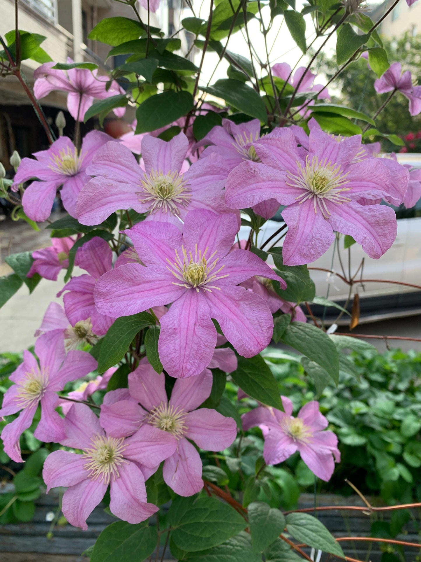 Clematis【Comtesse de Bouchaud】- LivePlant｜包查德 女侯爵｜Cute Flower