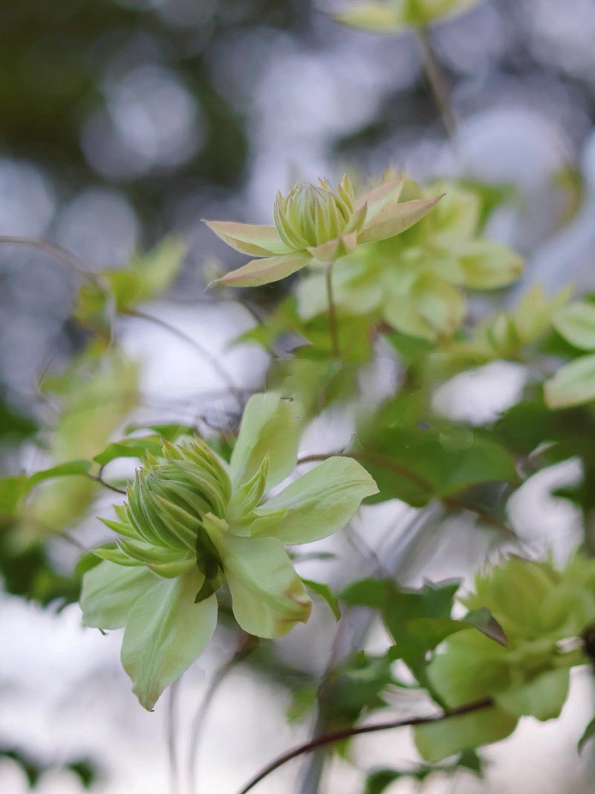 Clematis【Peppermint｜ミント】- LivePlant｜薄荷