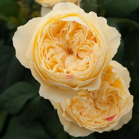 Rose【Fugetsu｜ふうげつ】-Surprise Rosa|  风月| Heat Resistant| Abundant Blooming| Less Thorns| Surprise rose| 風月| Balcony Rose